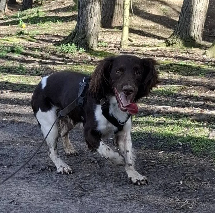 Happy springer spaniel in the woods