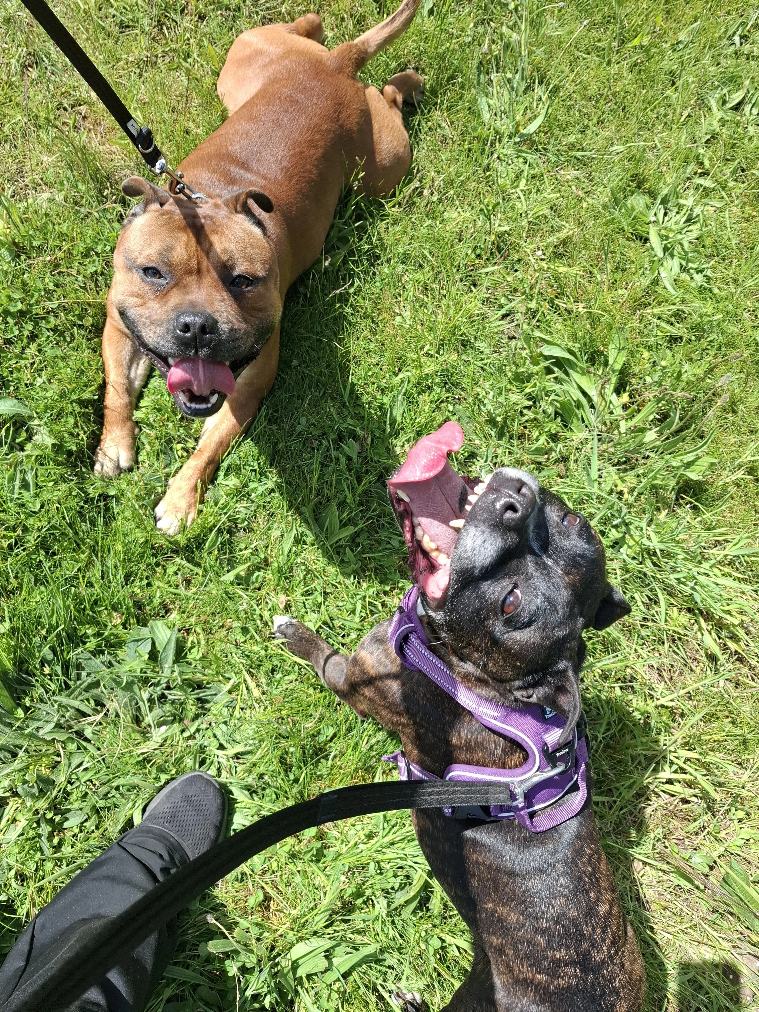 Two very happy staffies enjoying a walk in Wroot