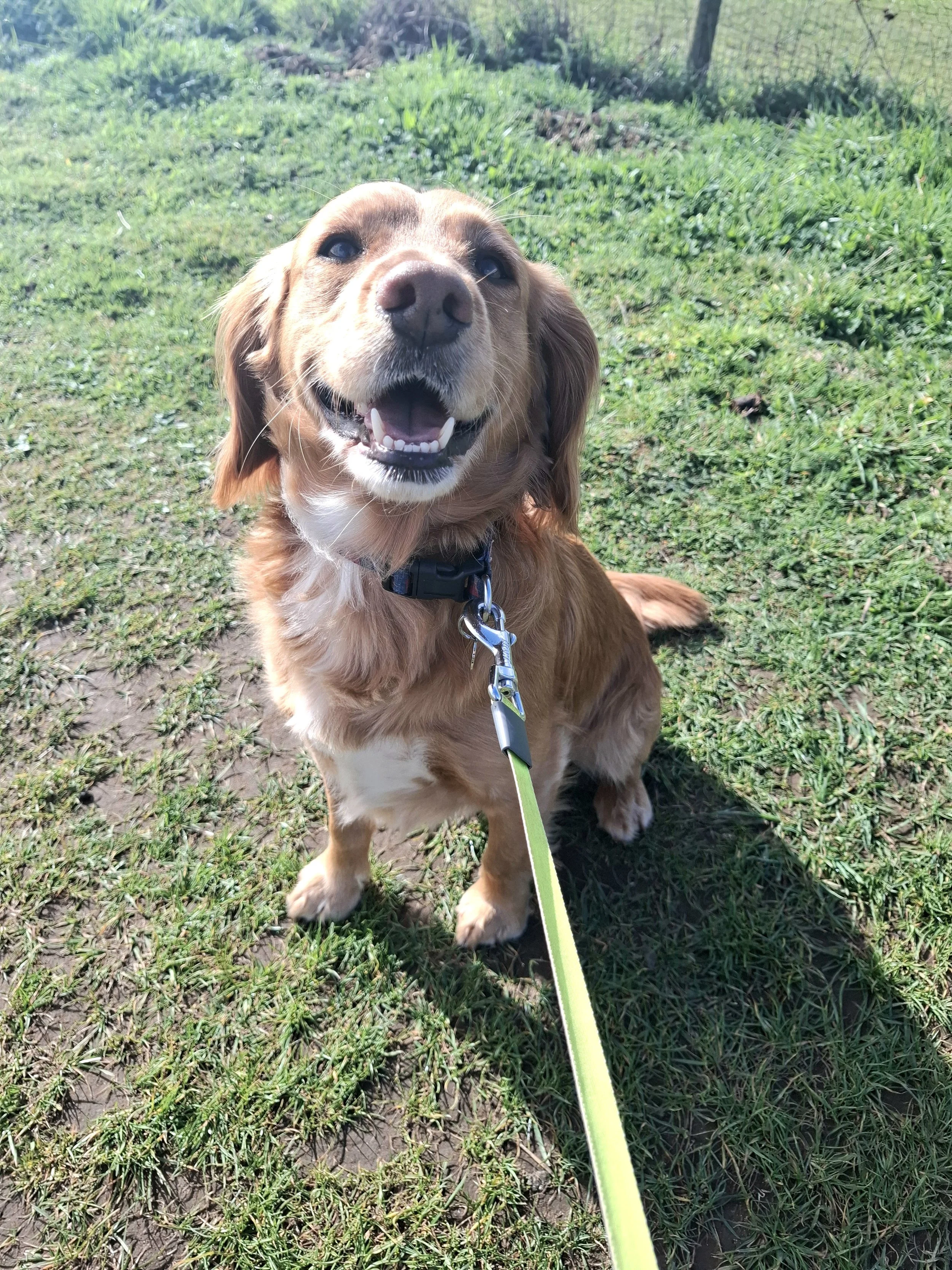 Handsome spaniel enjoying a walk in Blaxton