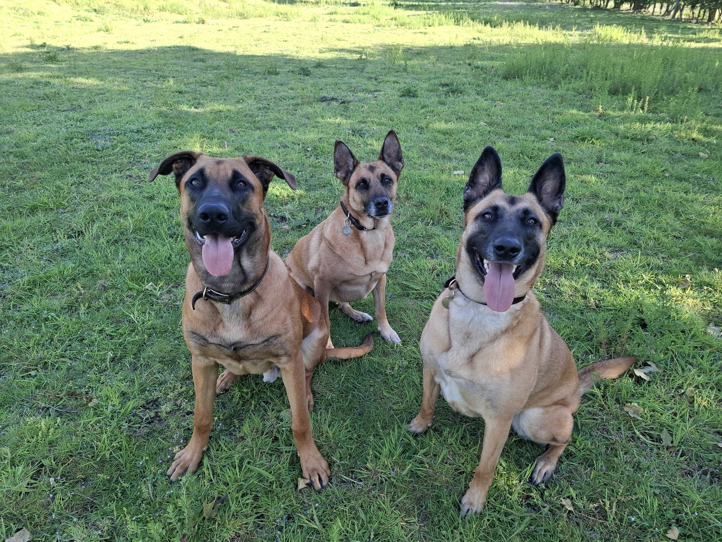 Two Belgian Malinois and a GSDx