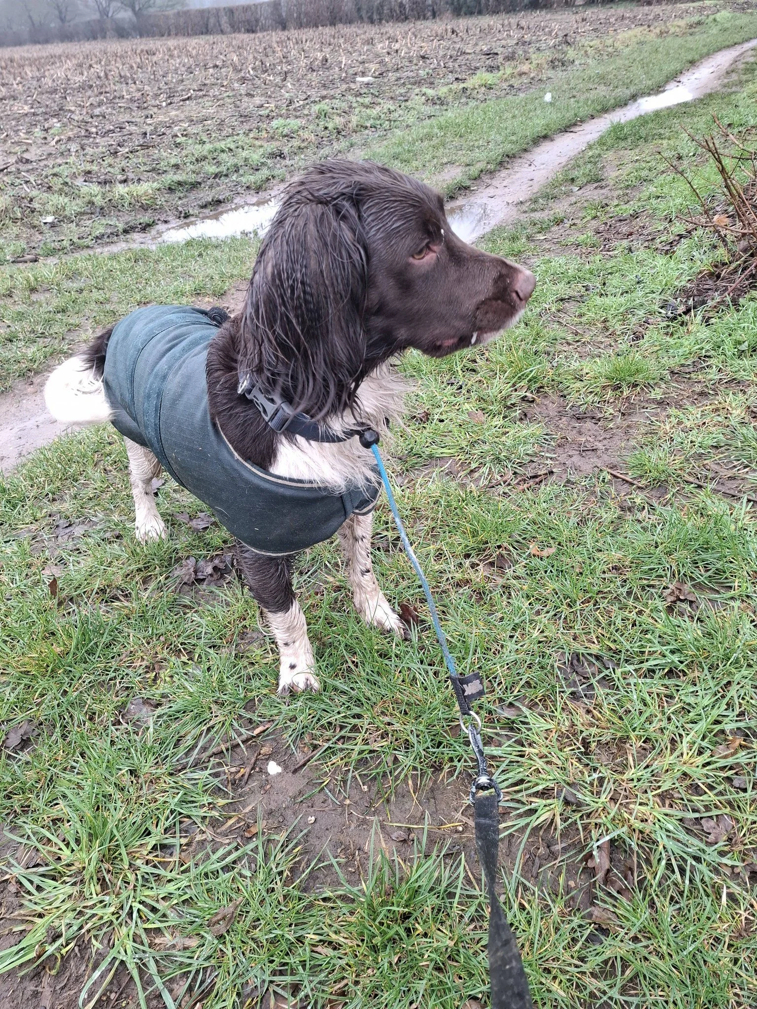 Brown and white spaniel on a cold february day in Auckley