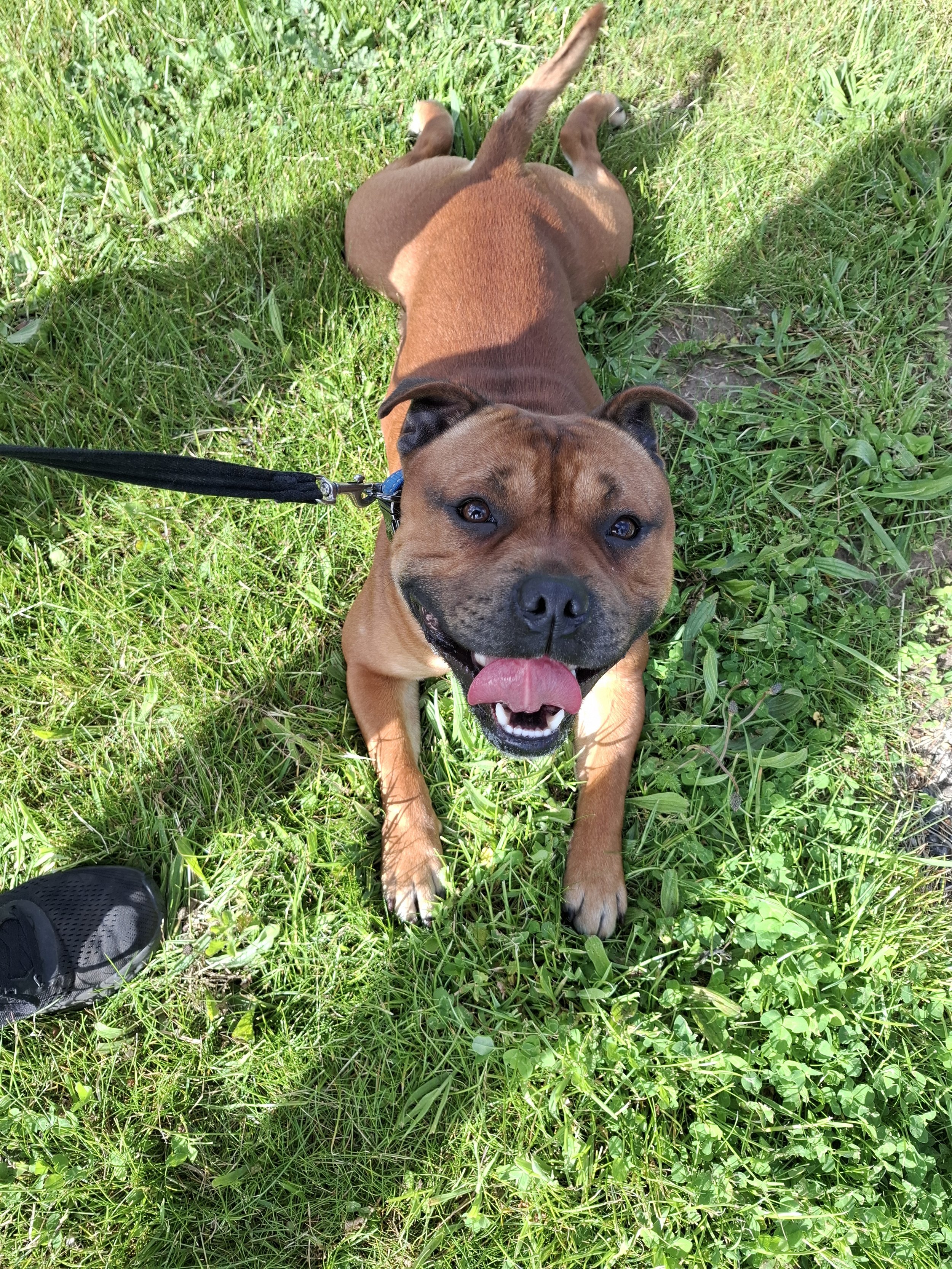 Cute little staffie enjoying a rest