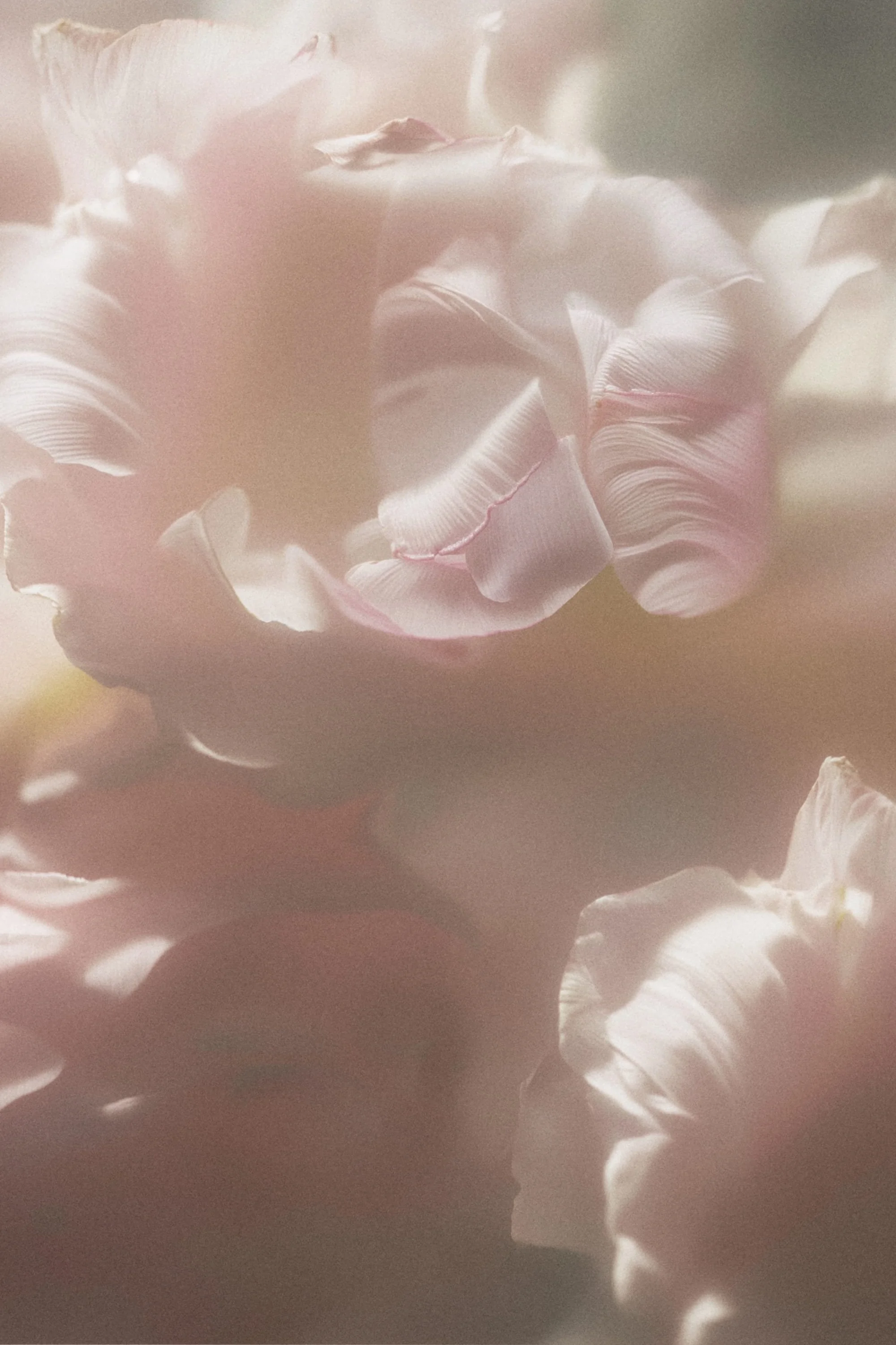 Close-up of a pink and white flower with soft, blurred edges and gentle light.