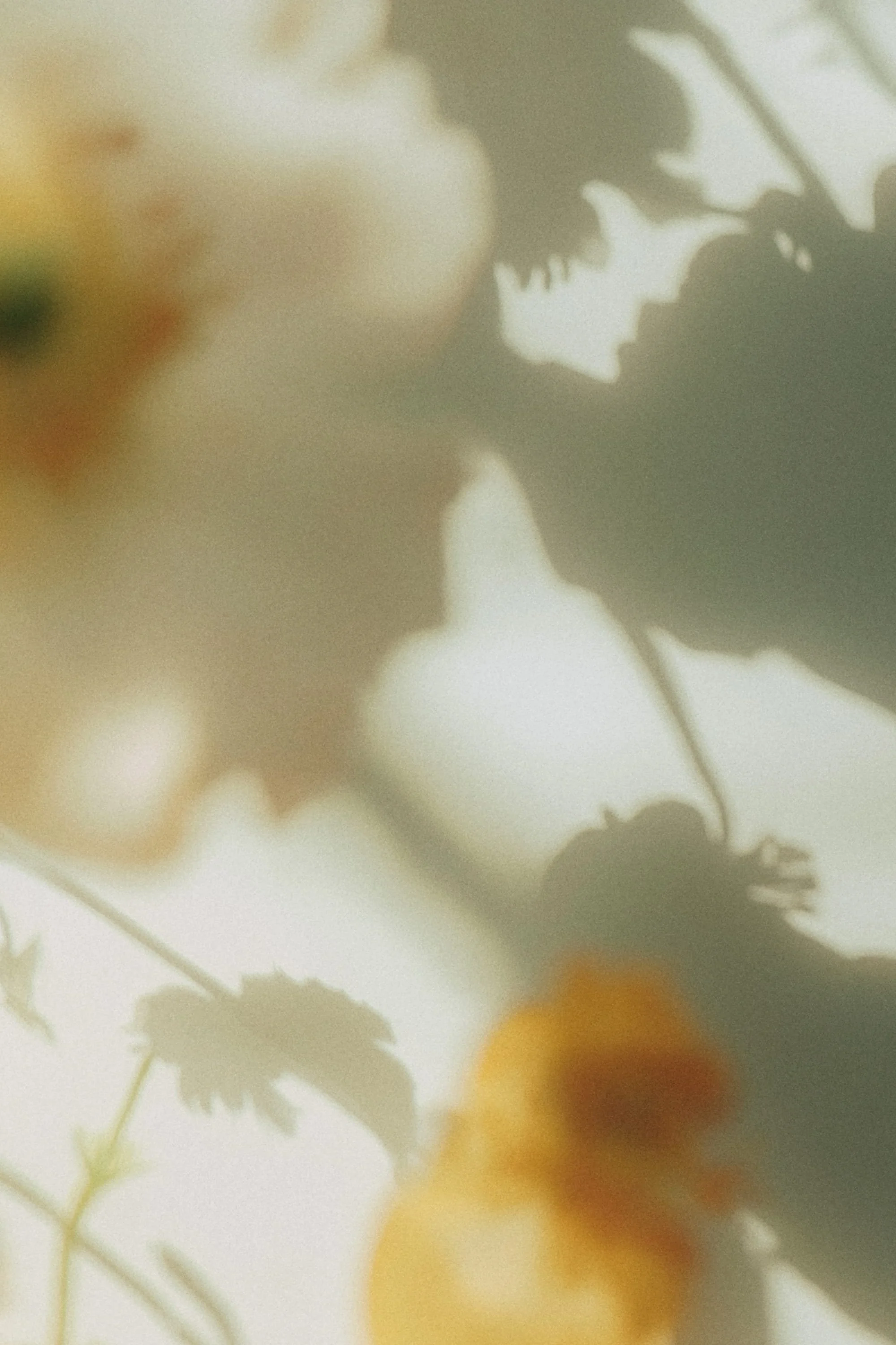 Blurred image of yellow and white flowers with green leaves and their shadows on a white background.