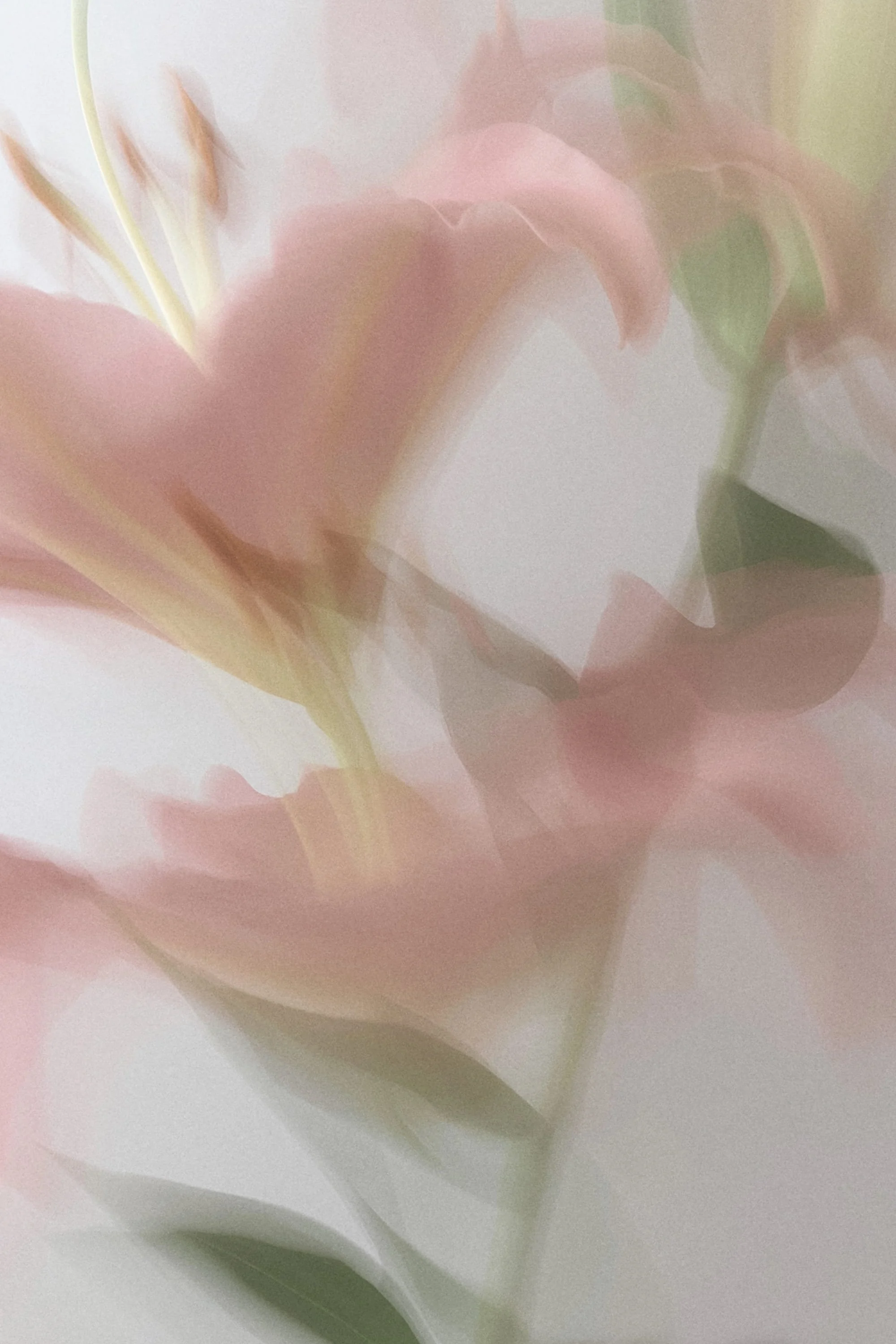 Blurred, soft pastel-colored flowers with pink and green tones.