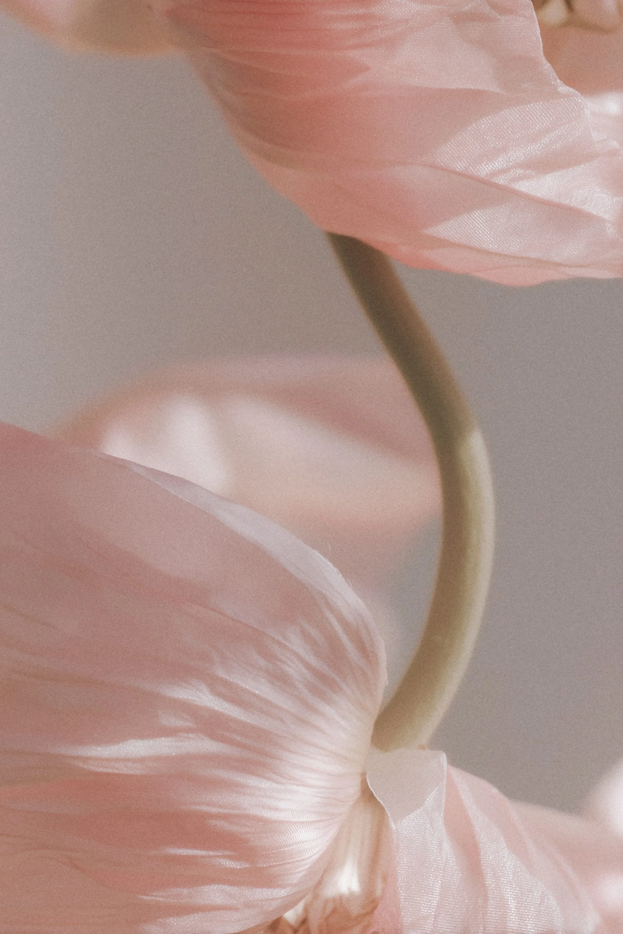 Close-up of soft pink flower petals with a light grey background.