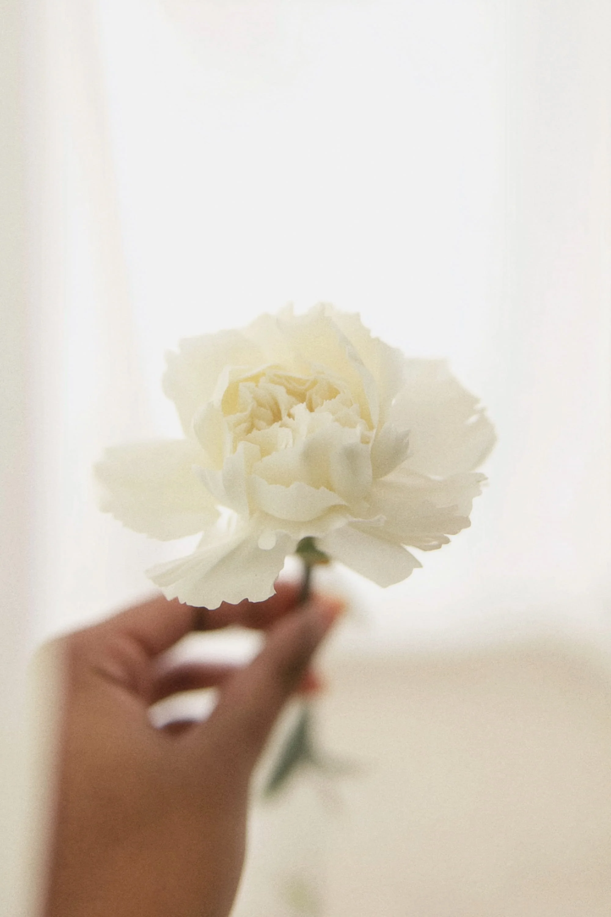 A hand holding a white flower against a softly lit background.