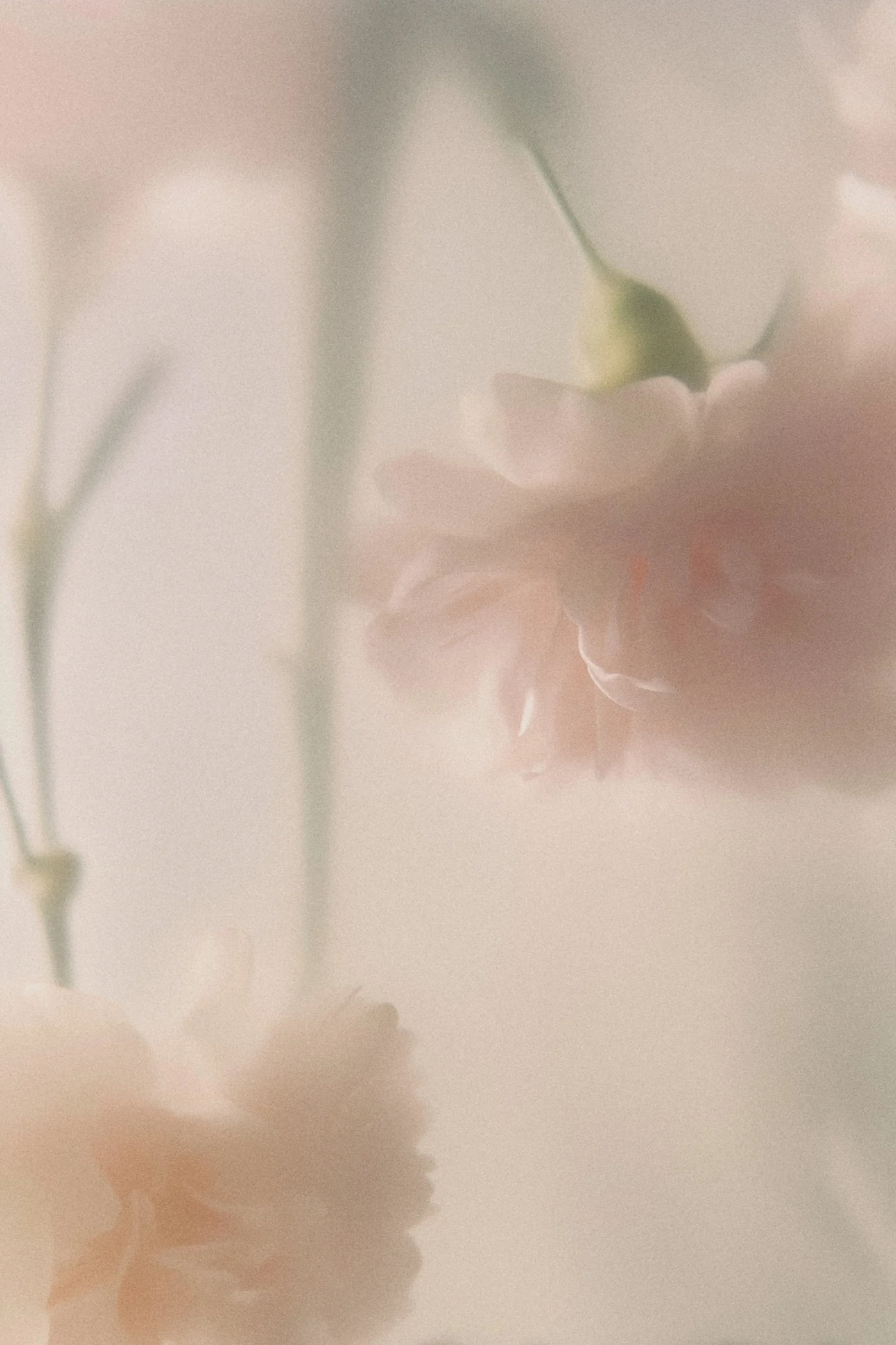 Soft focus photo of light-colored flowers with delicate petals and green stems, creating a gentle, dreamy atmosphere.
