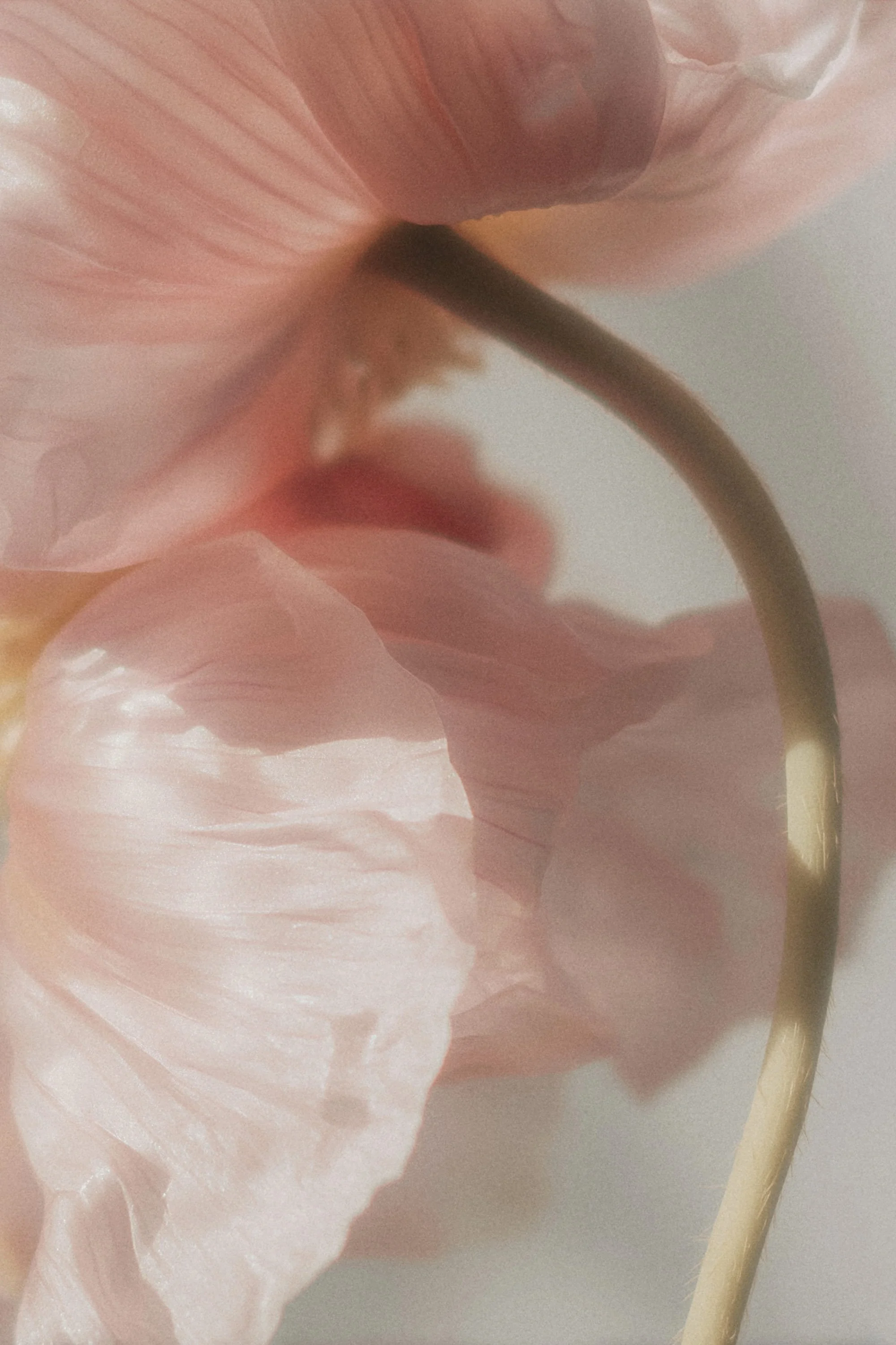 Close-up of a pink flower with soft, ruffled petals and visible tear-shaped veins.
