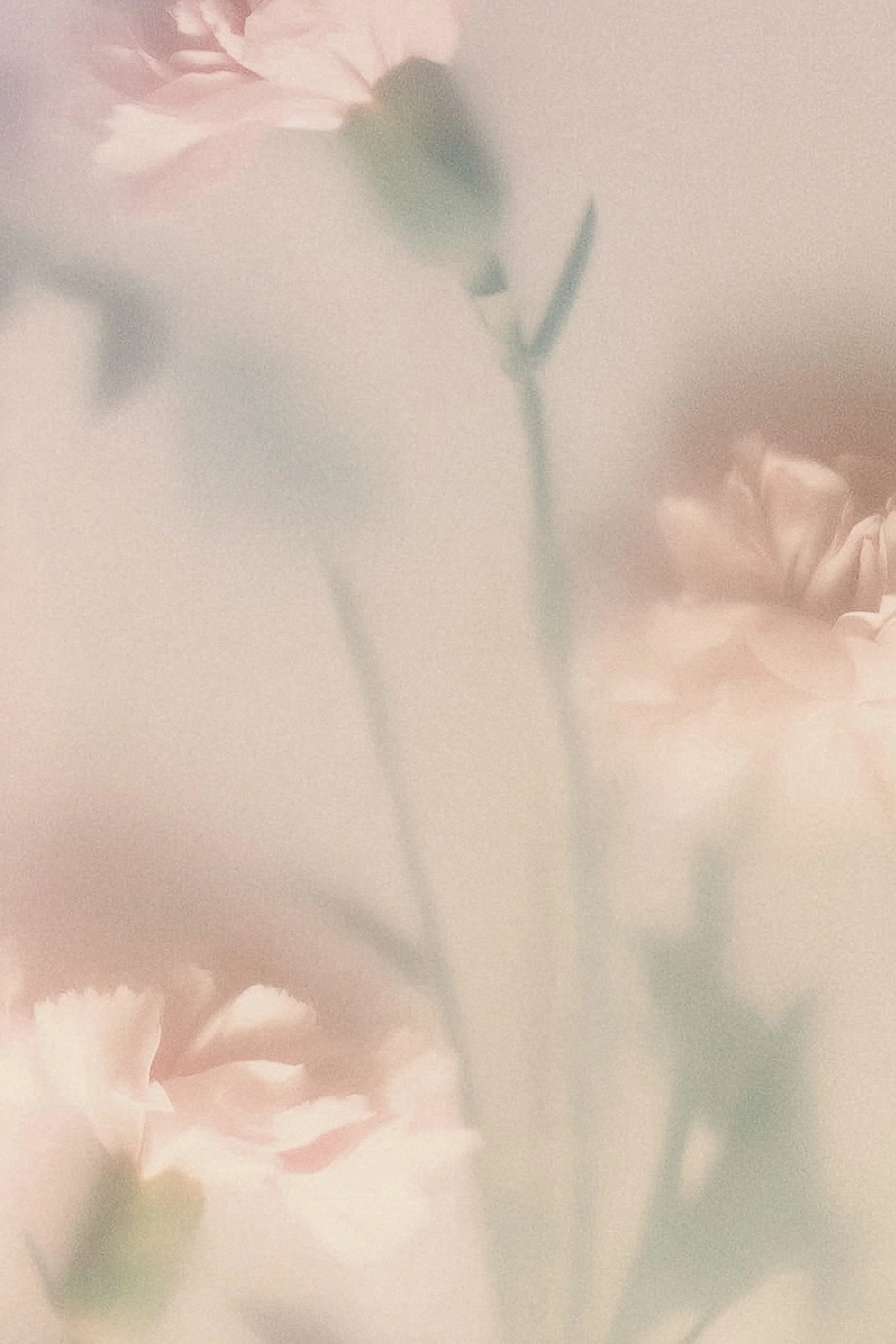 Soft-focus photograph of pink roses with a muted background.