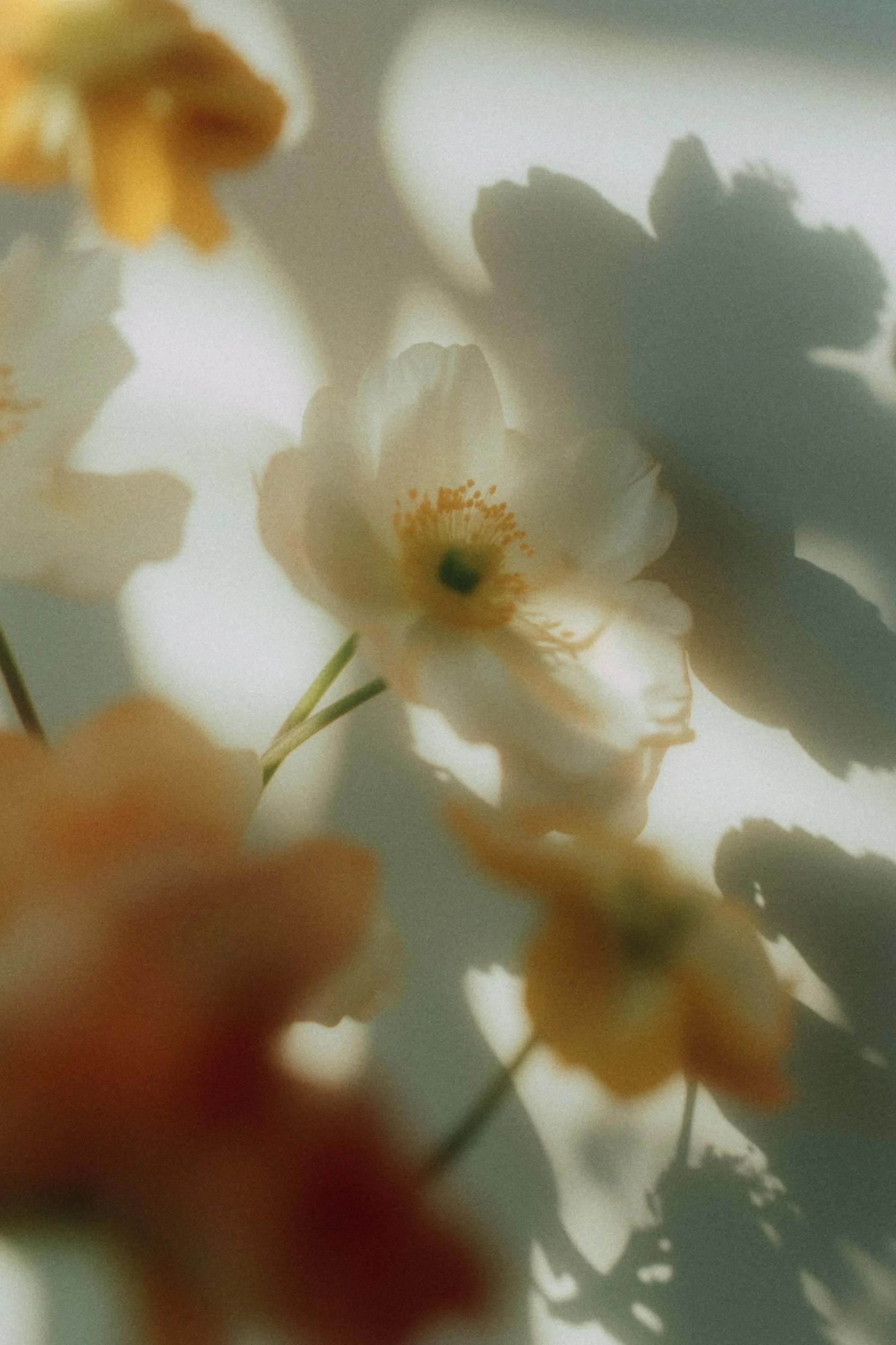 Close-up of white and yellow flowers with soft shadows and diffused light.