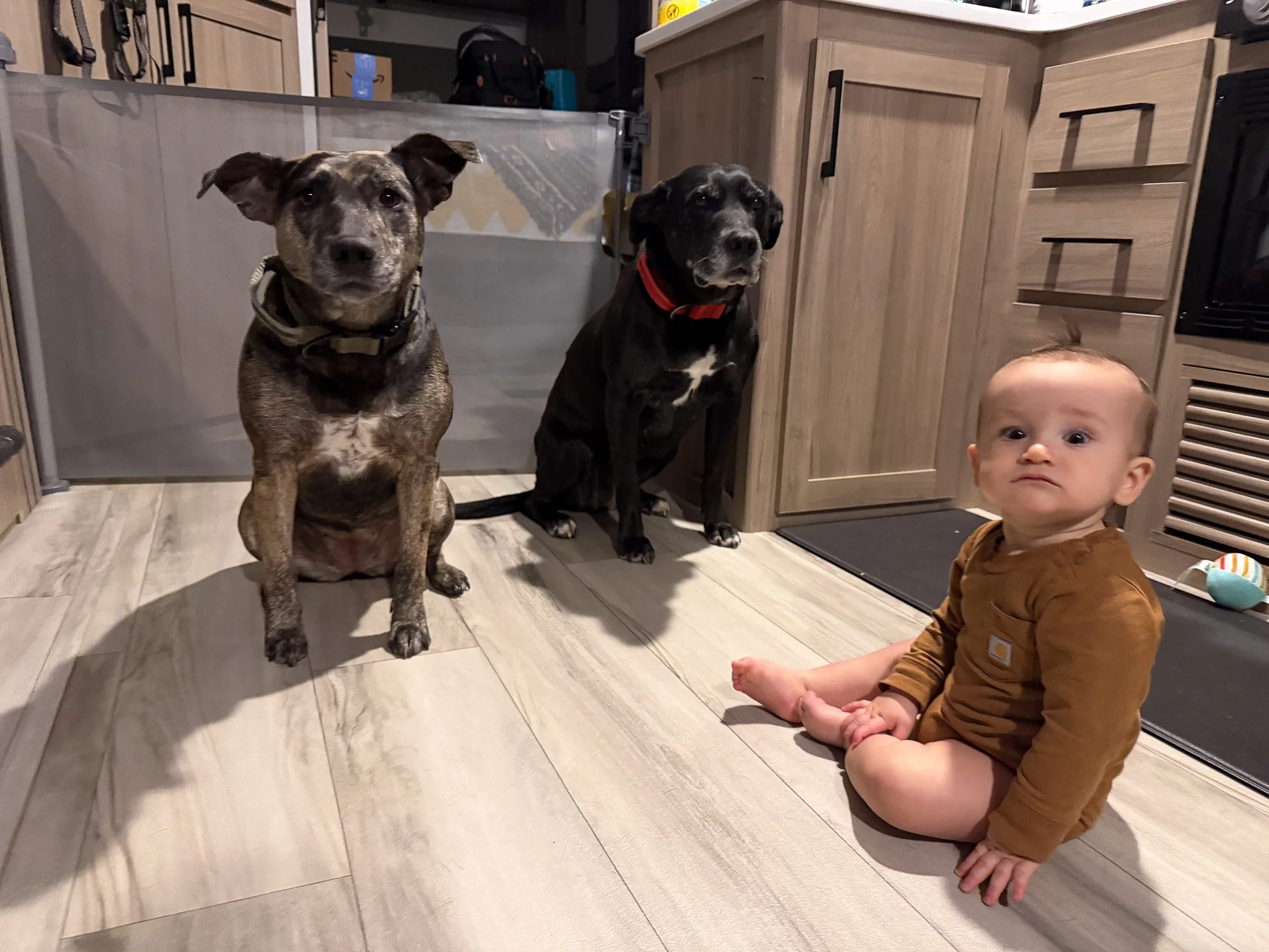 Banks sitting inside the RV with Marlee and Macie, the family's two dogs and longtime travel companions.