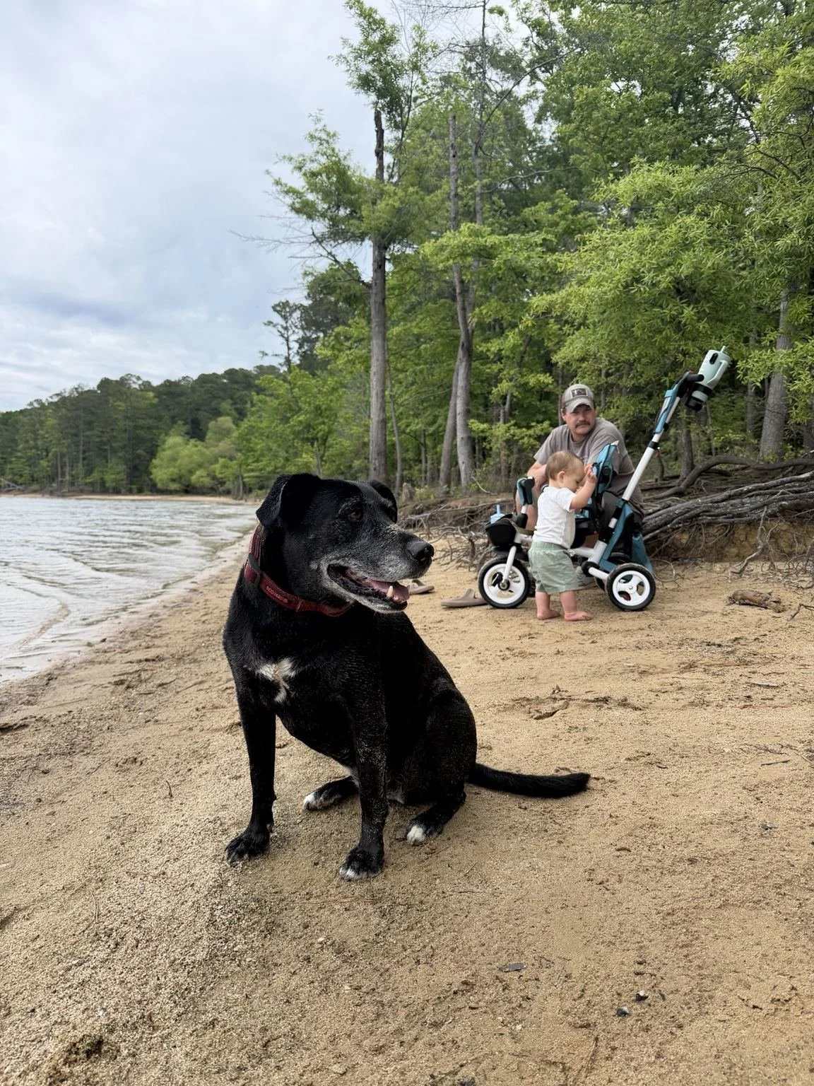 Family dog on the lakeshore while father and son explore near their campsite at Jordan Lake, North Carolina.