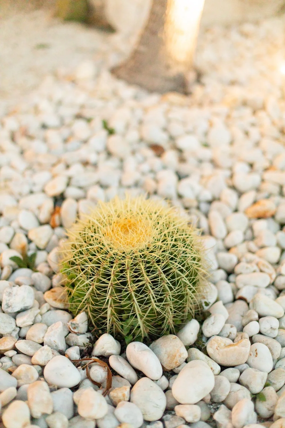 Small yellow-green cactus with long spines on a bed of white and light gray pebbles, with a tree trunk and blurred background. Designed by Romain Martens Stump Removal, Landscaping and Paving.