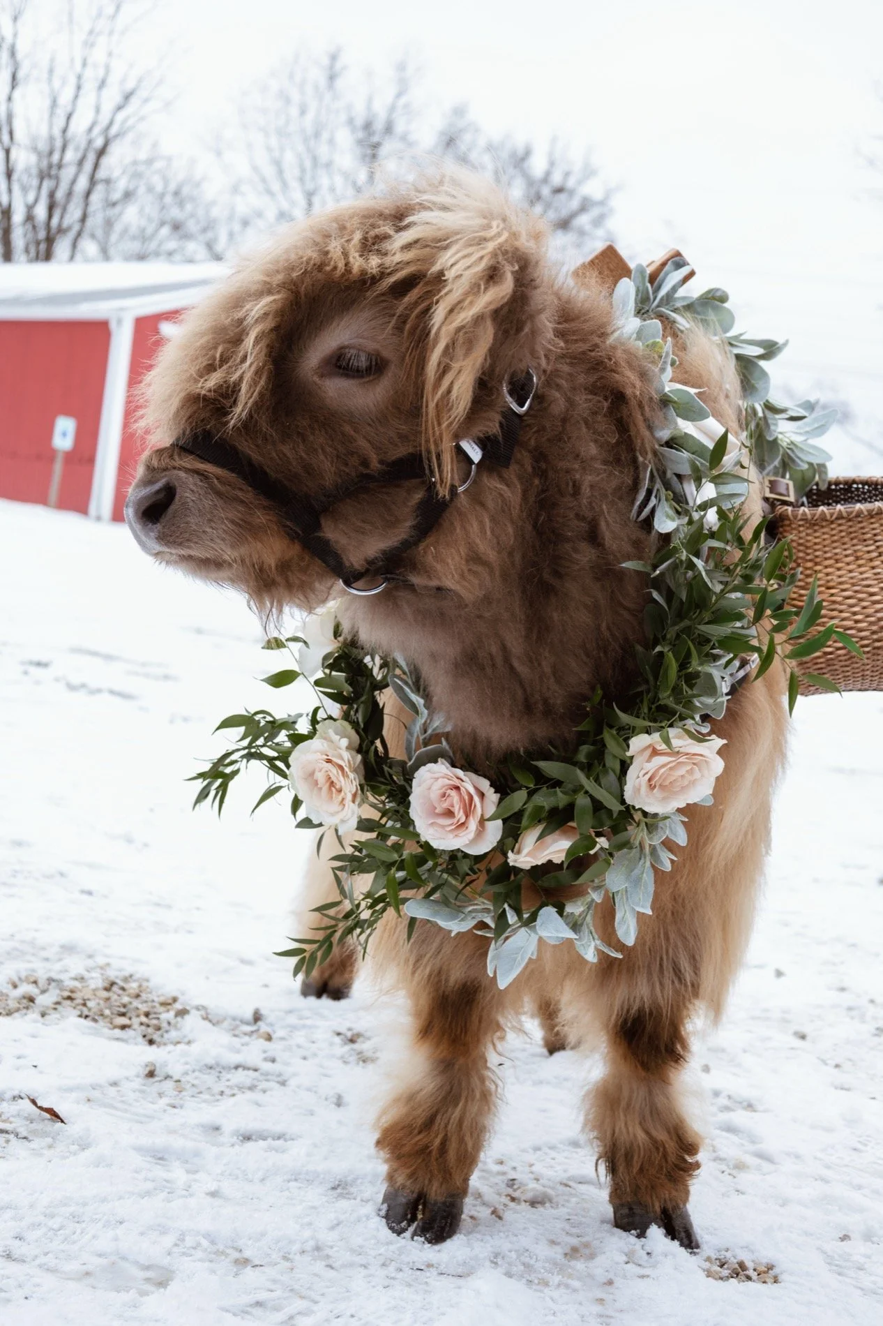 Lilyana Little 214A2291-2 (94).jpg