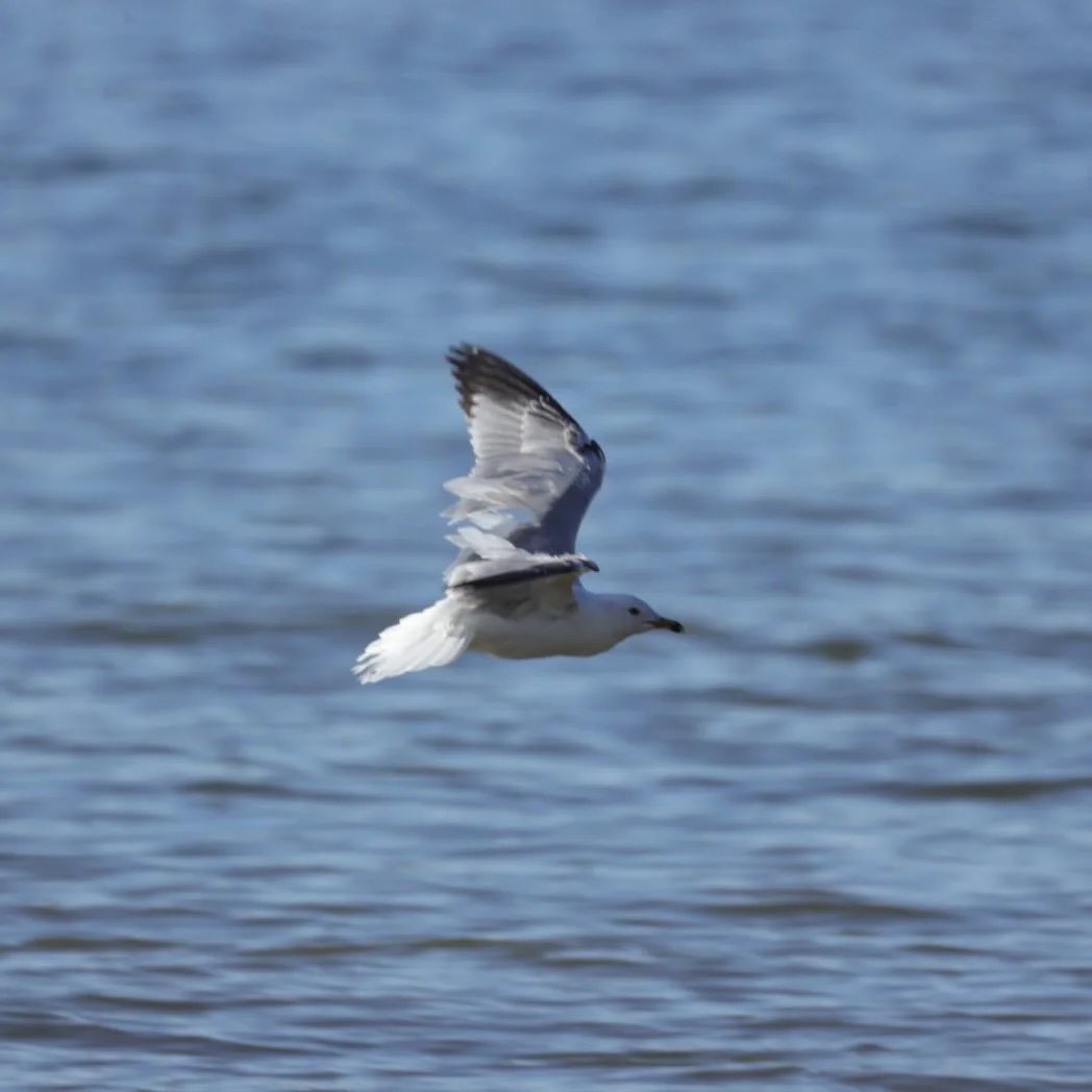 #CherryCreek #StatePark #Colorado #Travel #Bird