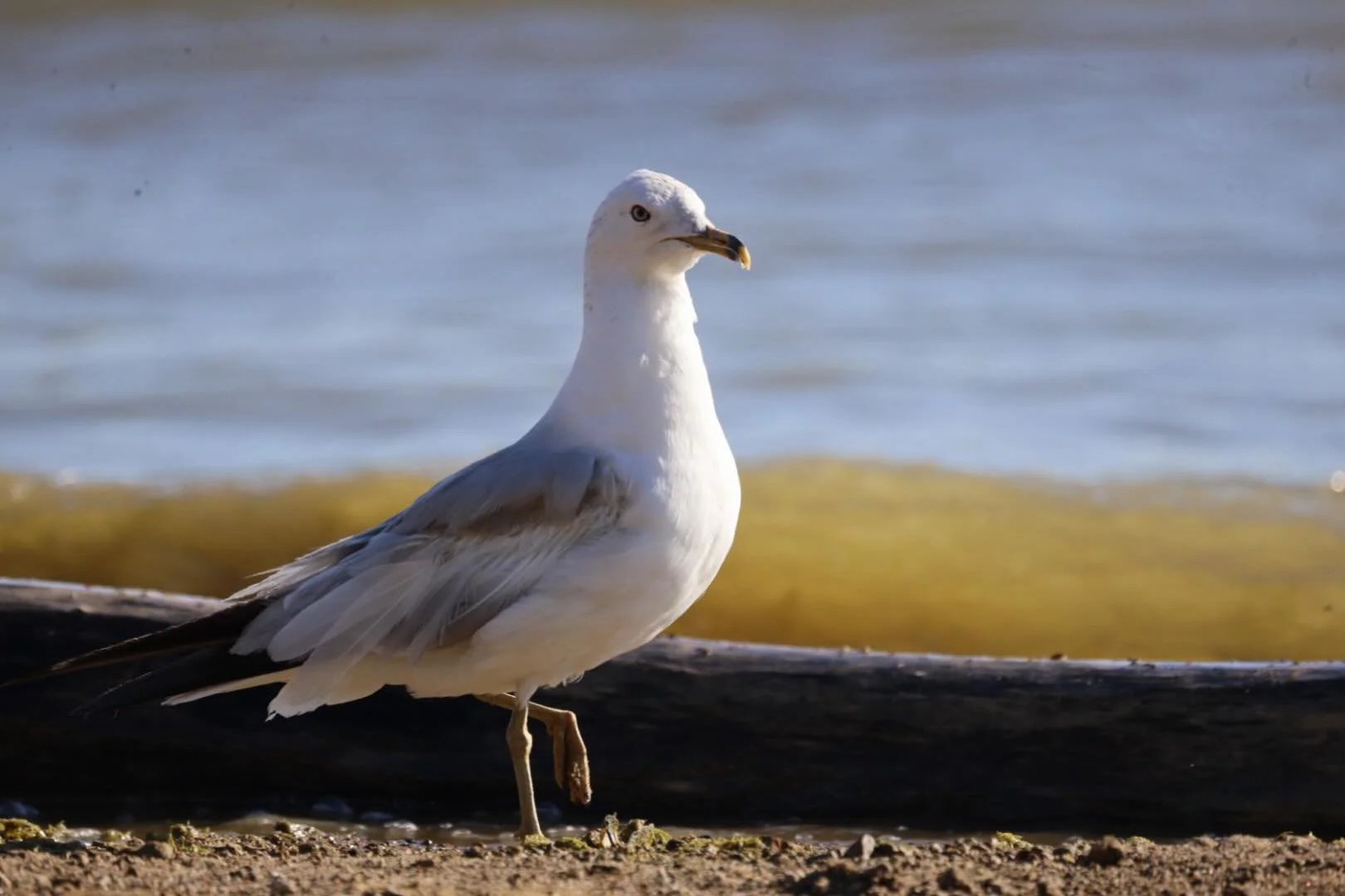 #CherryCreek #StatePark #Colorado #Travel #Bird