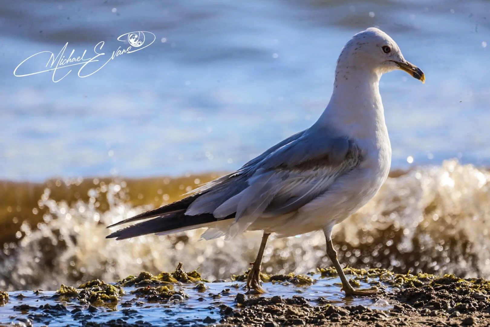 #Travel #birdsphotography #beach #instatravel