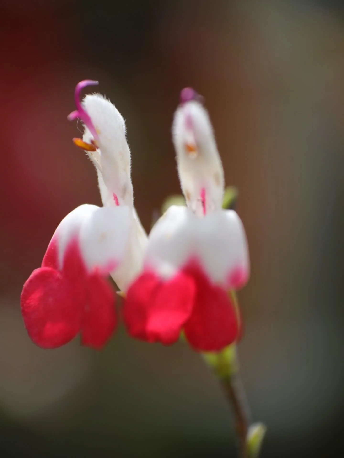 #Nature #Plant #Photography #Garden