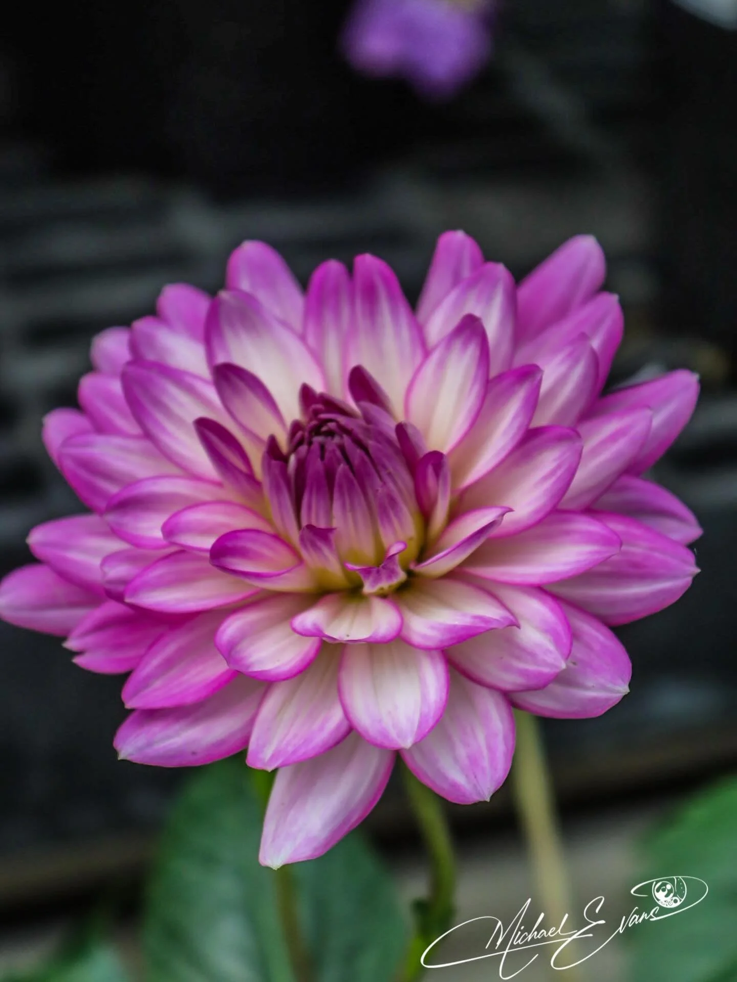 #Floral #Photography #Flowers #Plant #naturephotography