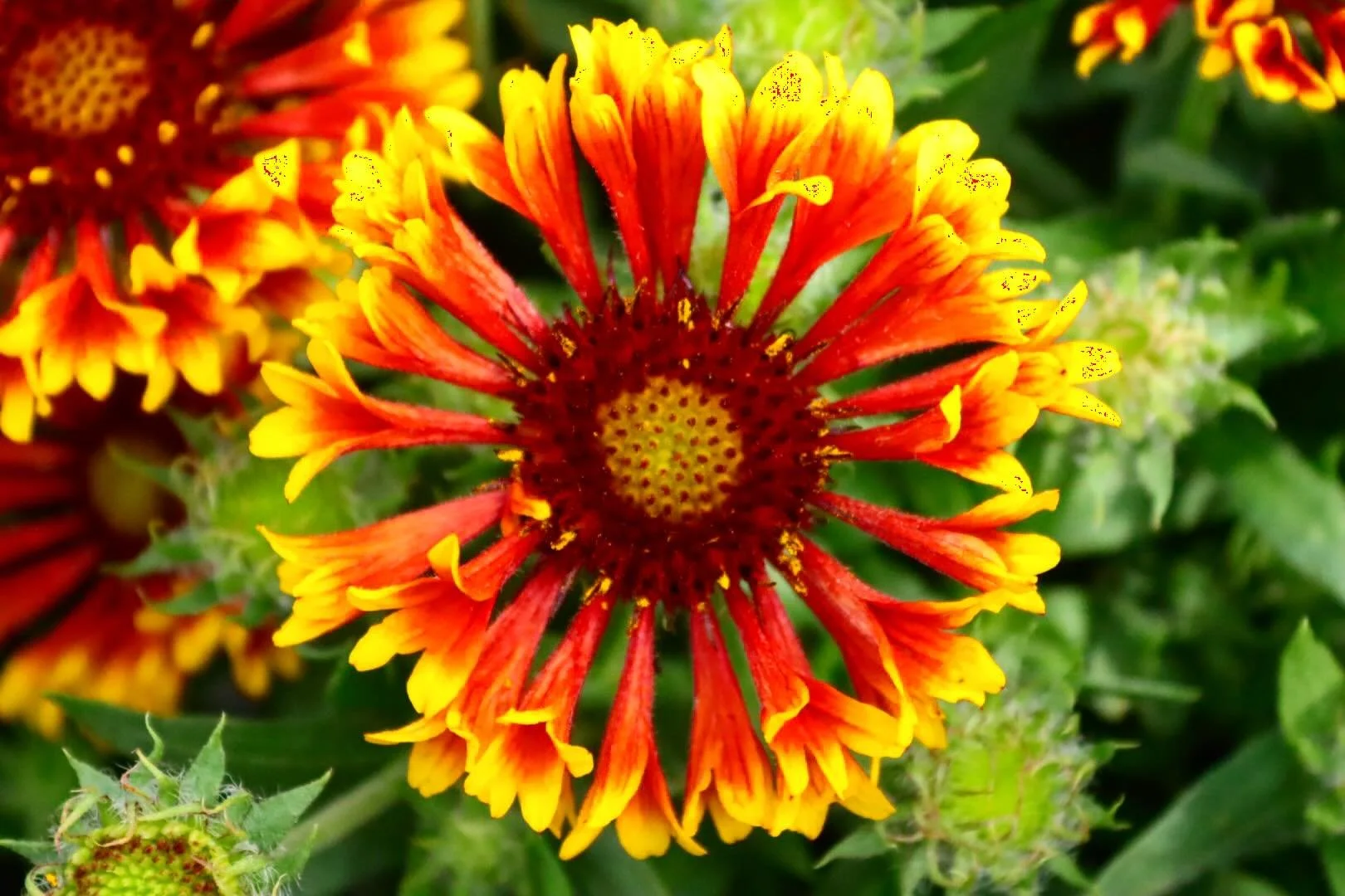 #Nature #Plant #Photography #Garden