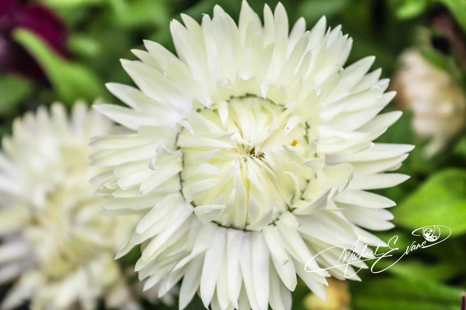 #Floral #Photography #Flowers #Plant #naturephotography