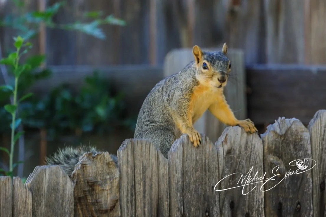 #Squirrel #Nature #photographer #Furryfriend #fotografie