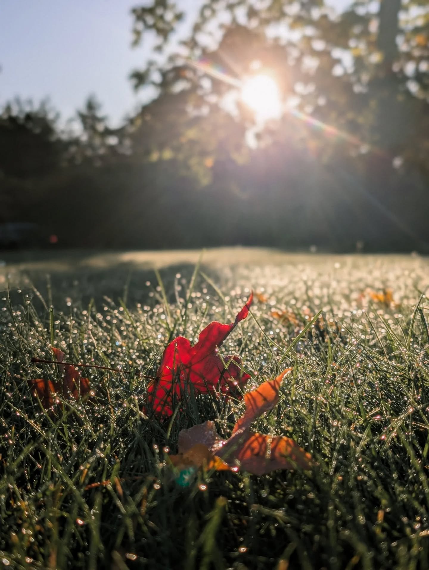 October Ninth
We woke to frost on the roof,
twenty-nine degrees.
Winter must be coming soon.
But then the sun appears,
warming the earth,
shining on the flowers
still holding on to their bloom.
#oliveandevergreen #octoberreflections #natureinspired