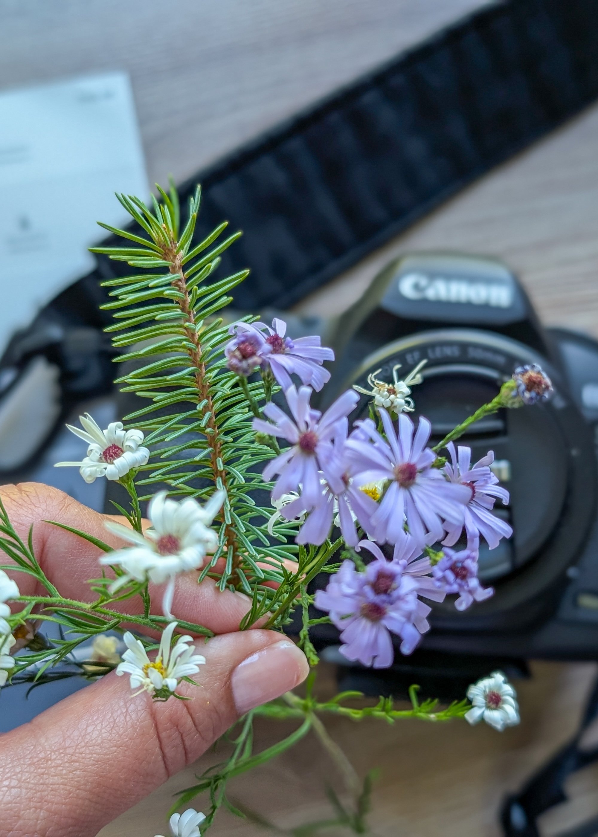 Fingers holding a small bouquet of wildflowers with purple and white petals, background including a Canon camera and a textured surface.