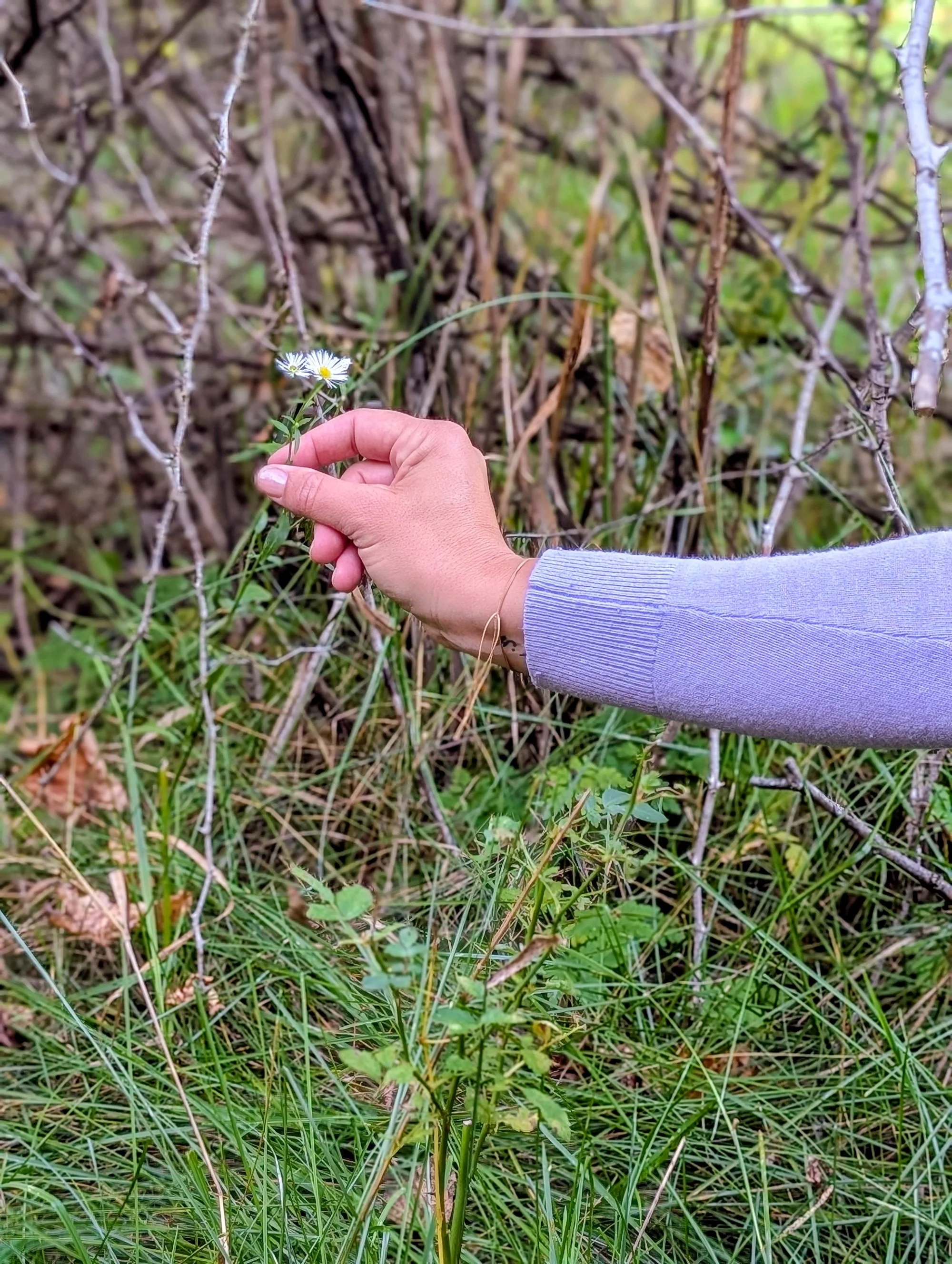 A person in a gray sleeve holding a small, white daisy flower in a grassy area with dry and green plants and twigs.