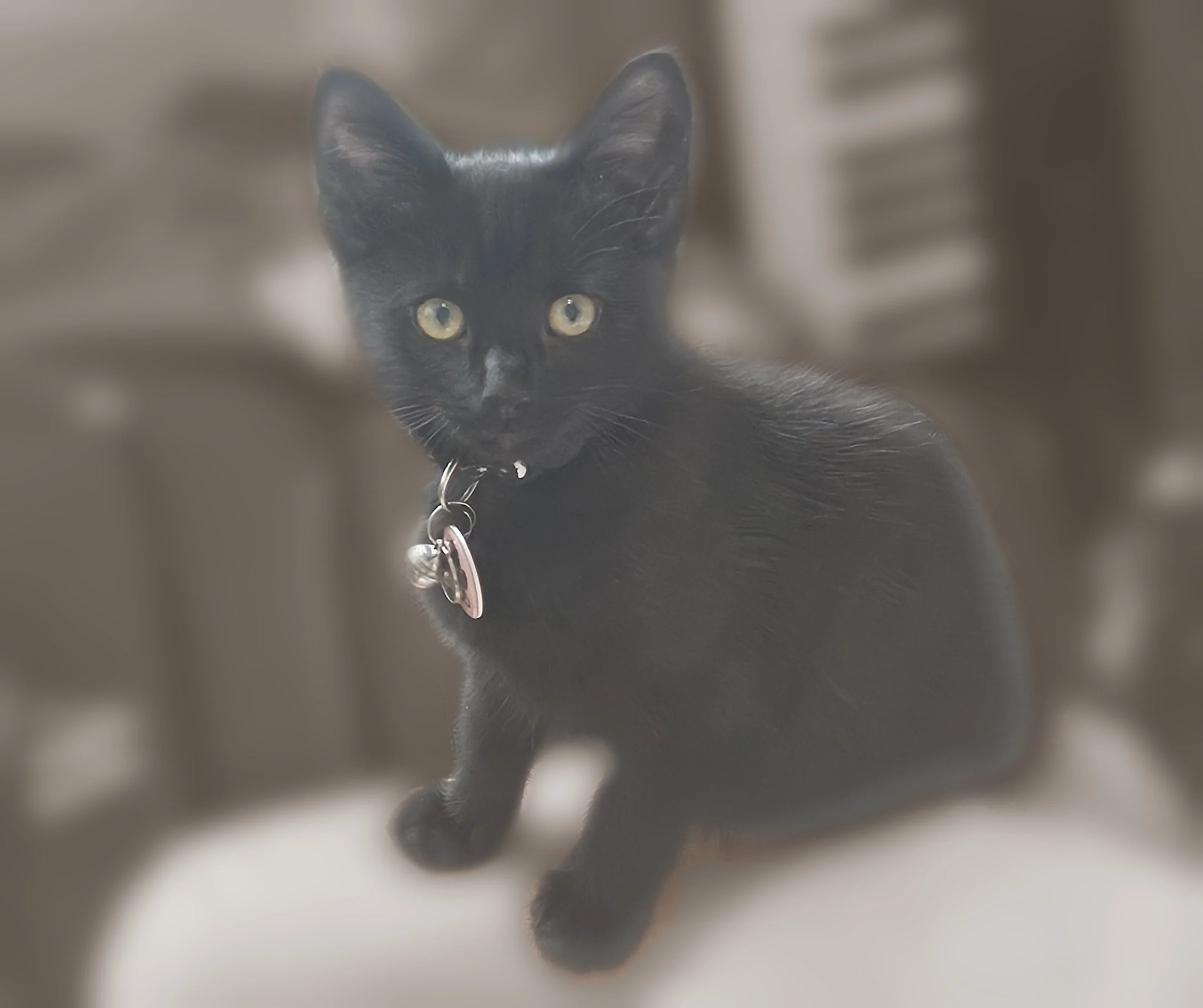 More Than Pets: How Spiritual Familiars Help Amplify Your Spellwork