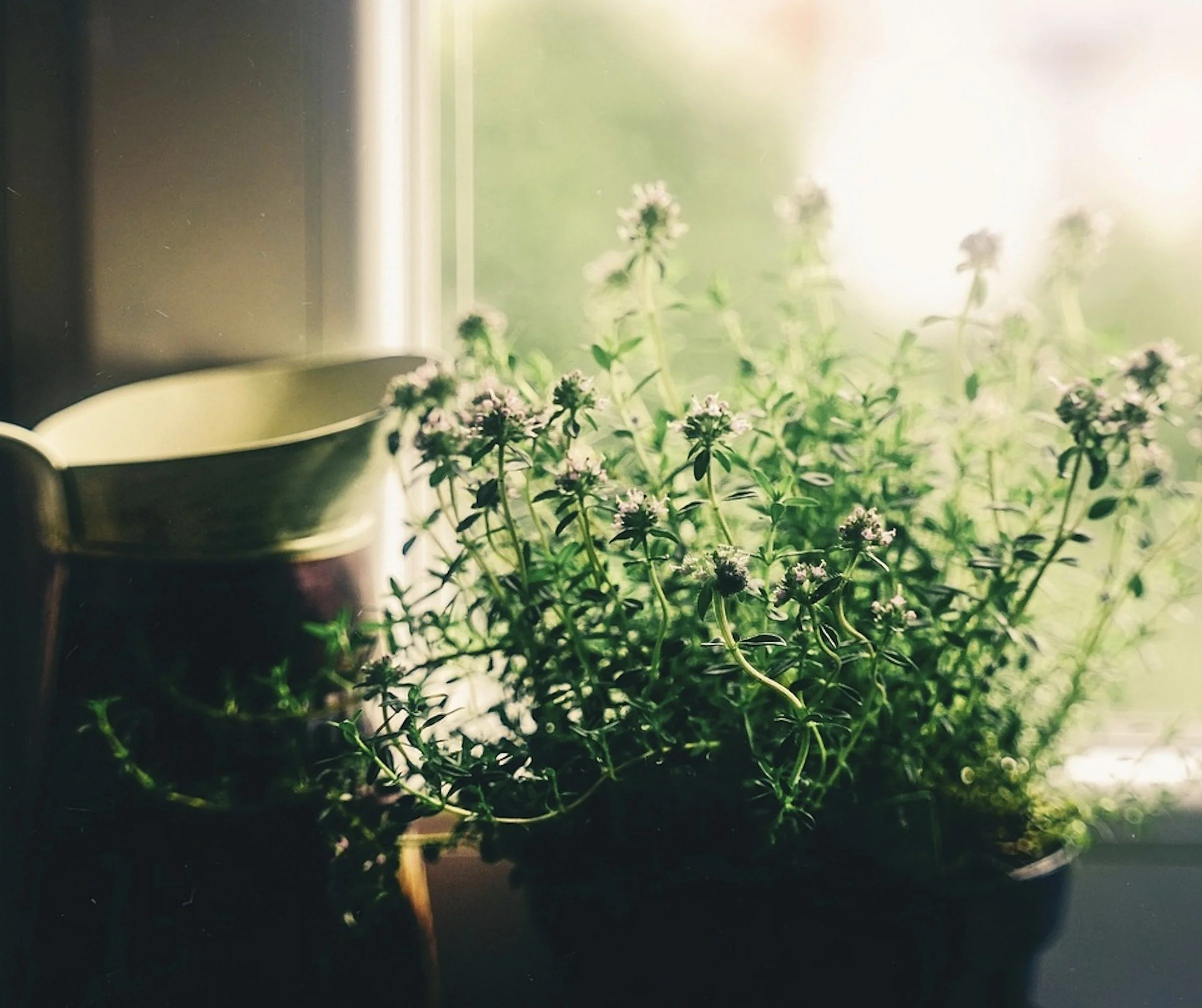 Living Shields: How to Use Common Houseplants for Home Protection 🌿🏡