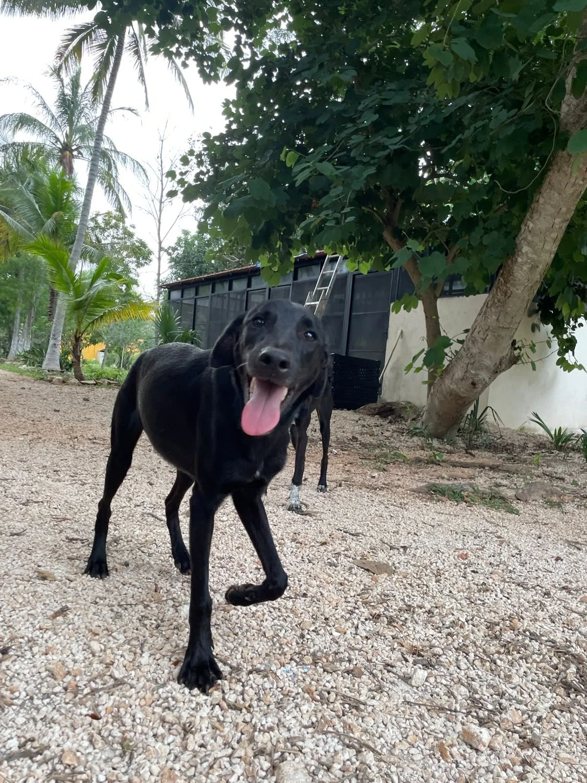 ONYX - MACHO - 9 MESES 