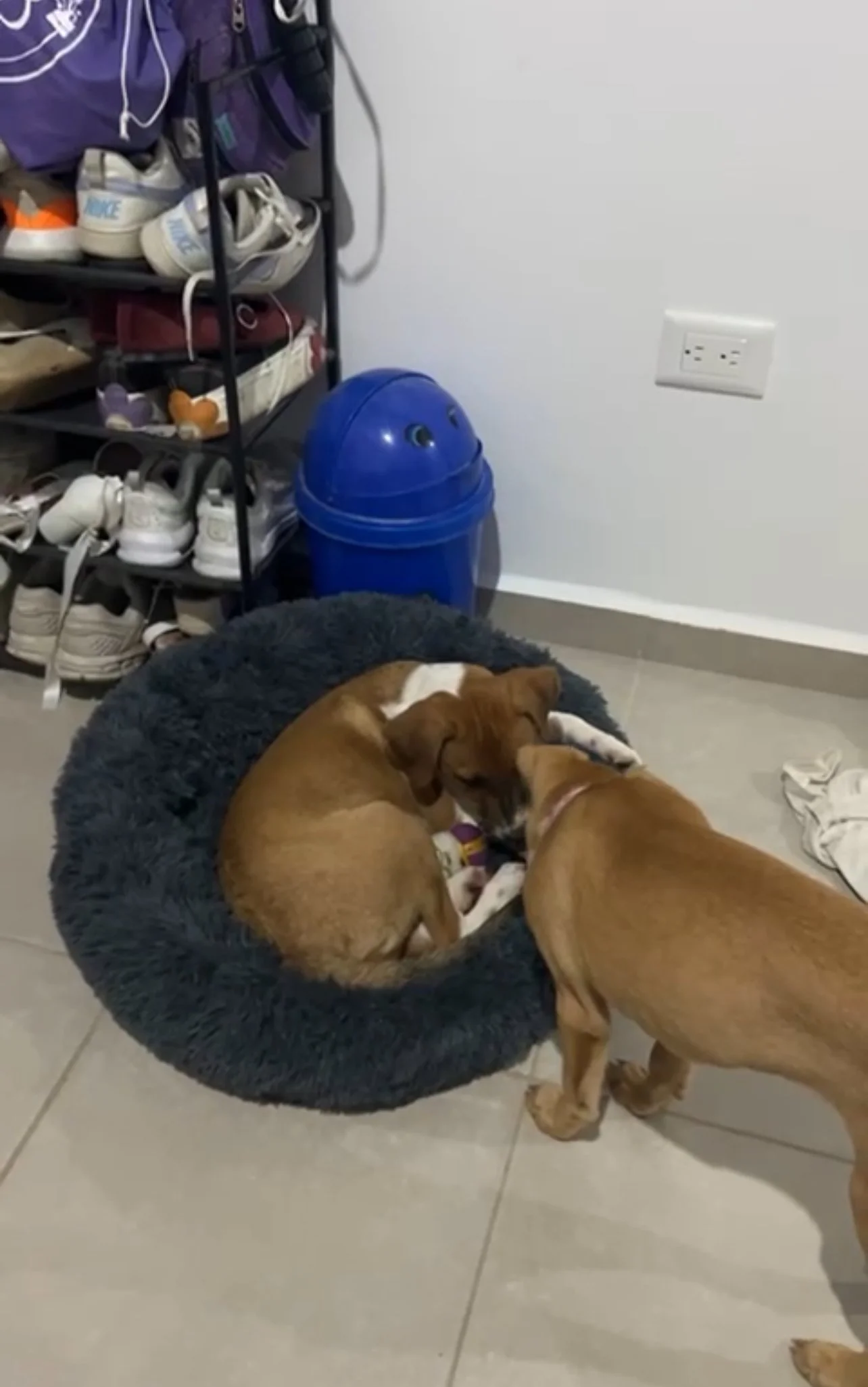 Miel joined by her sister Caramelo now Maple