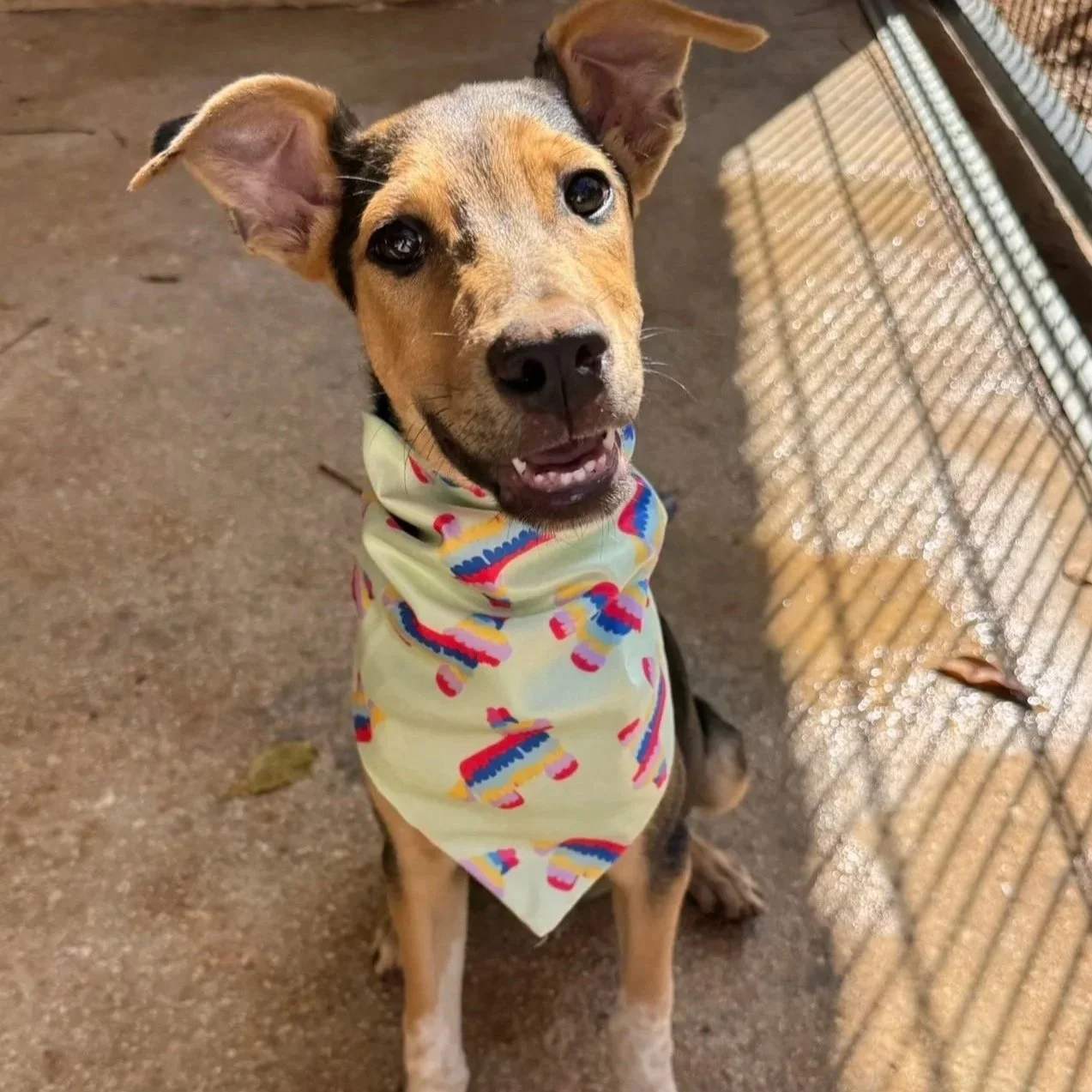 S'MORE - 6 MONTHS - NINO - SPADE