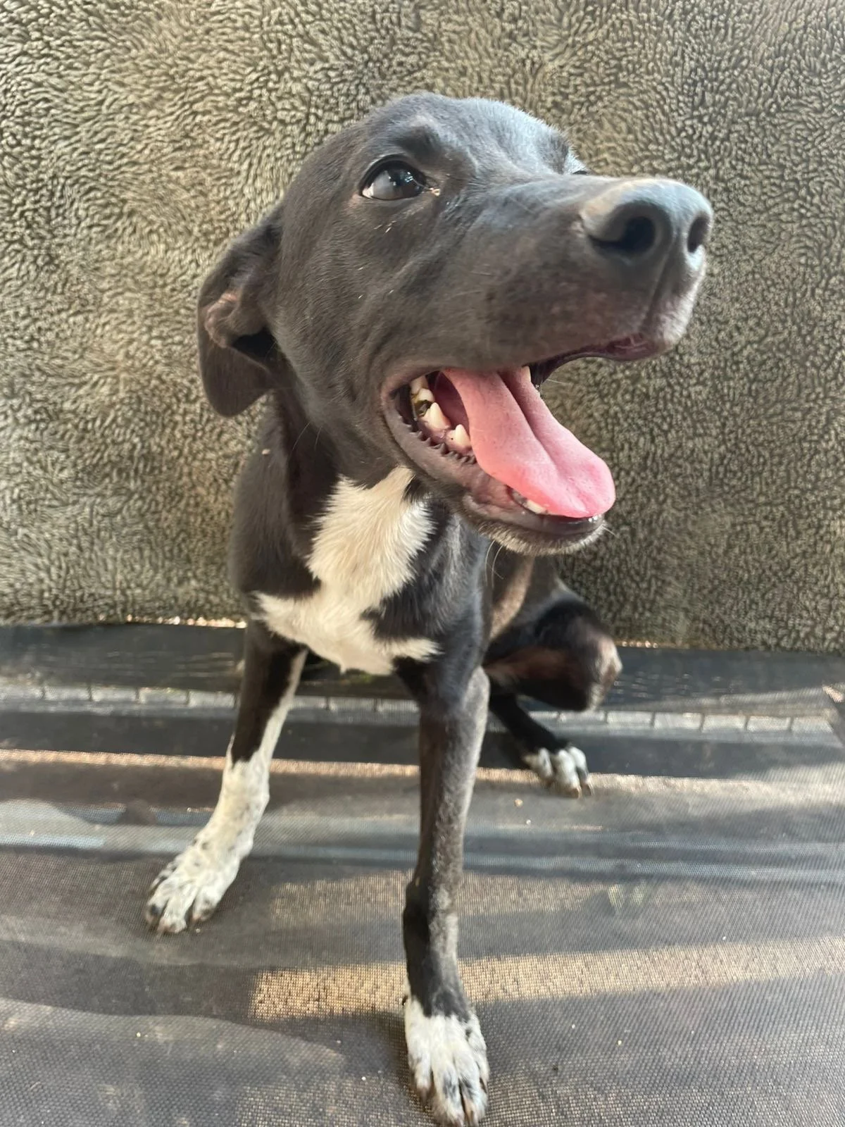 ROXANNE - 6 MONTHS - NINA - VACCINATED