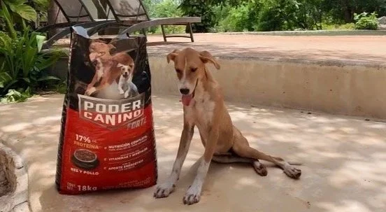 BONO - 9 MESES - NINO - ESTERILIZADO 