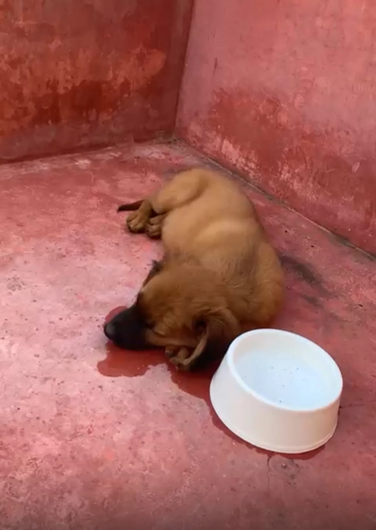 Chaya sleeping after lots of running 