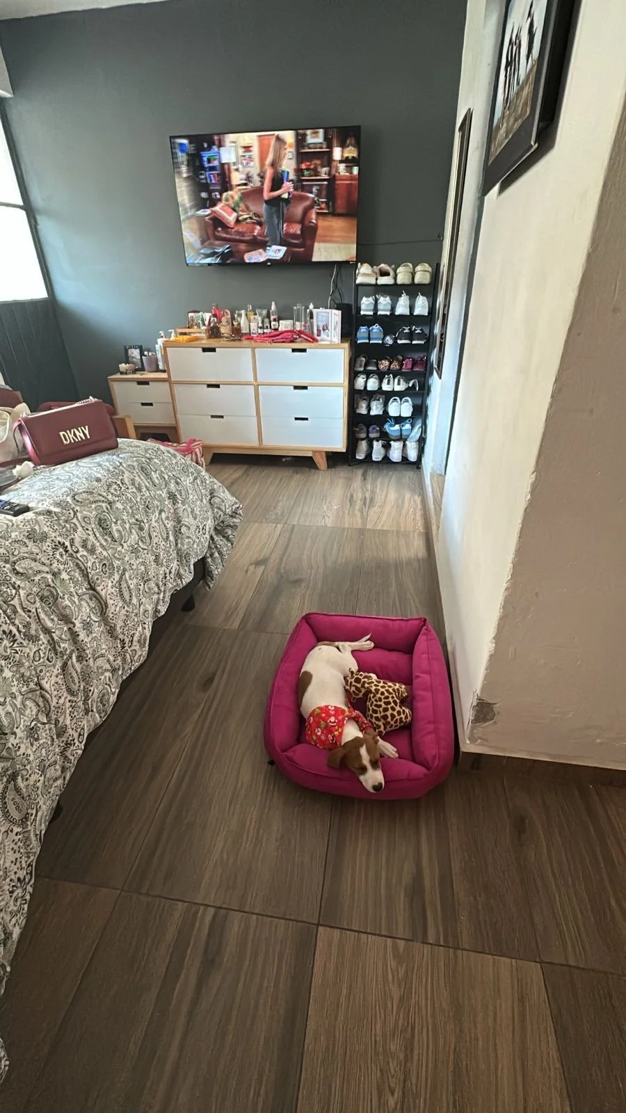 Lady Belle sleeping in her pink bed 