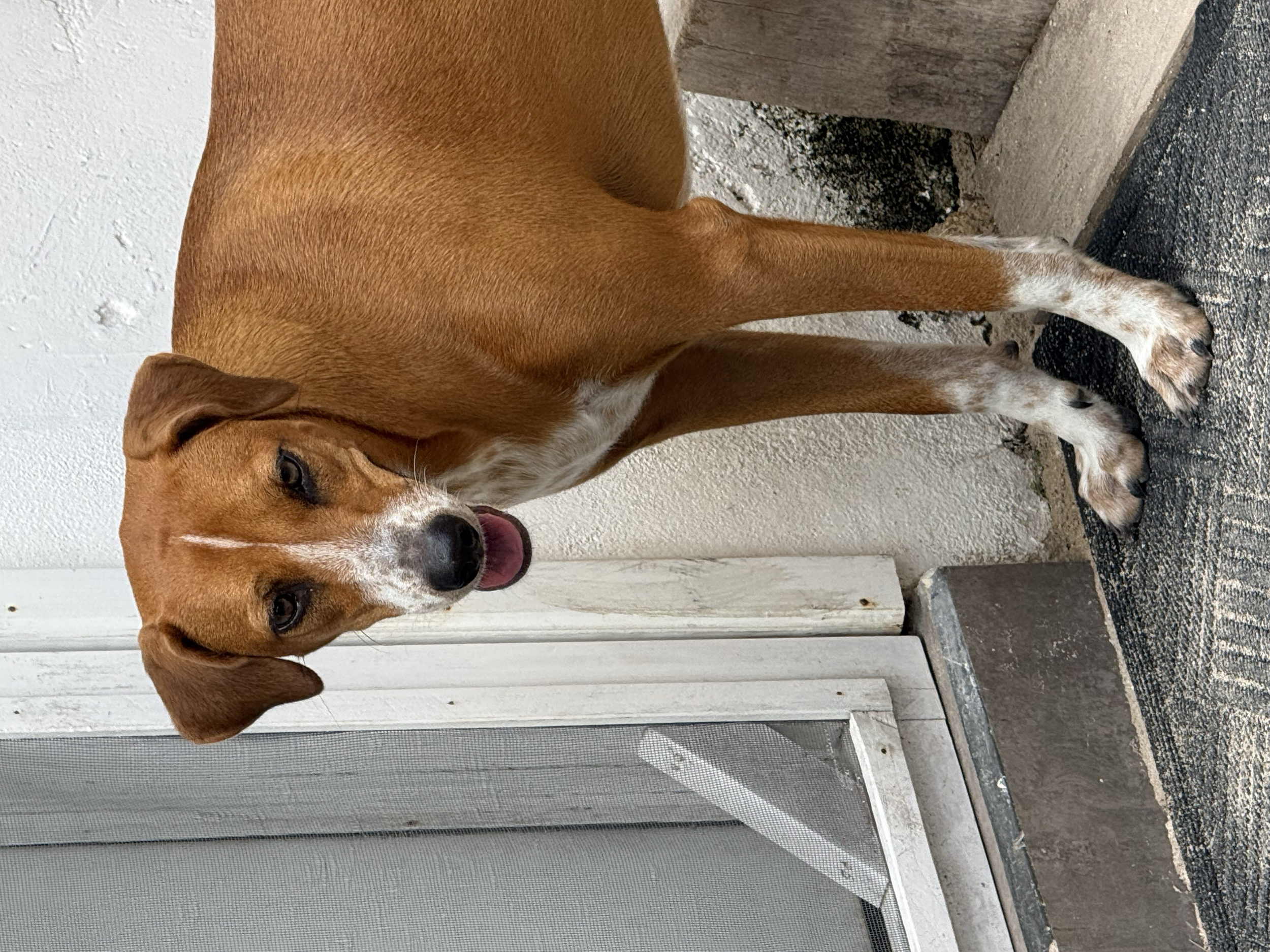 COCO = NINA - 2 ANOS - ESTERILIZADA 