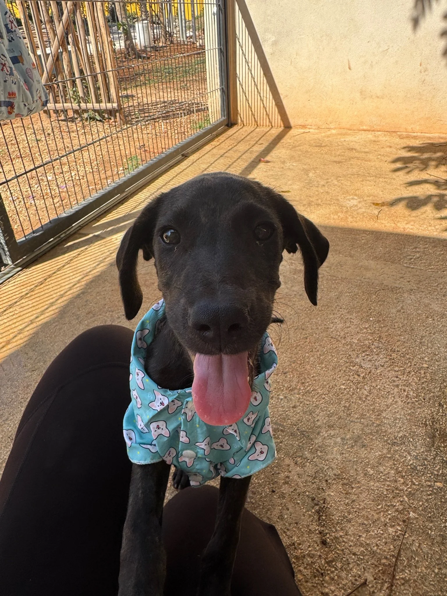 BENITO - 5 MONTHS - NINO - VACCINATED