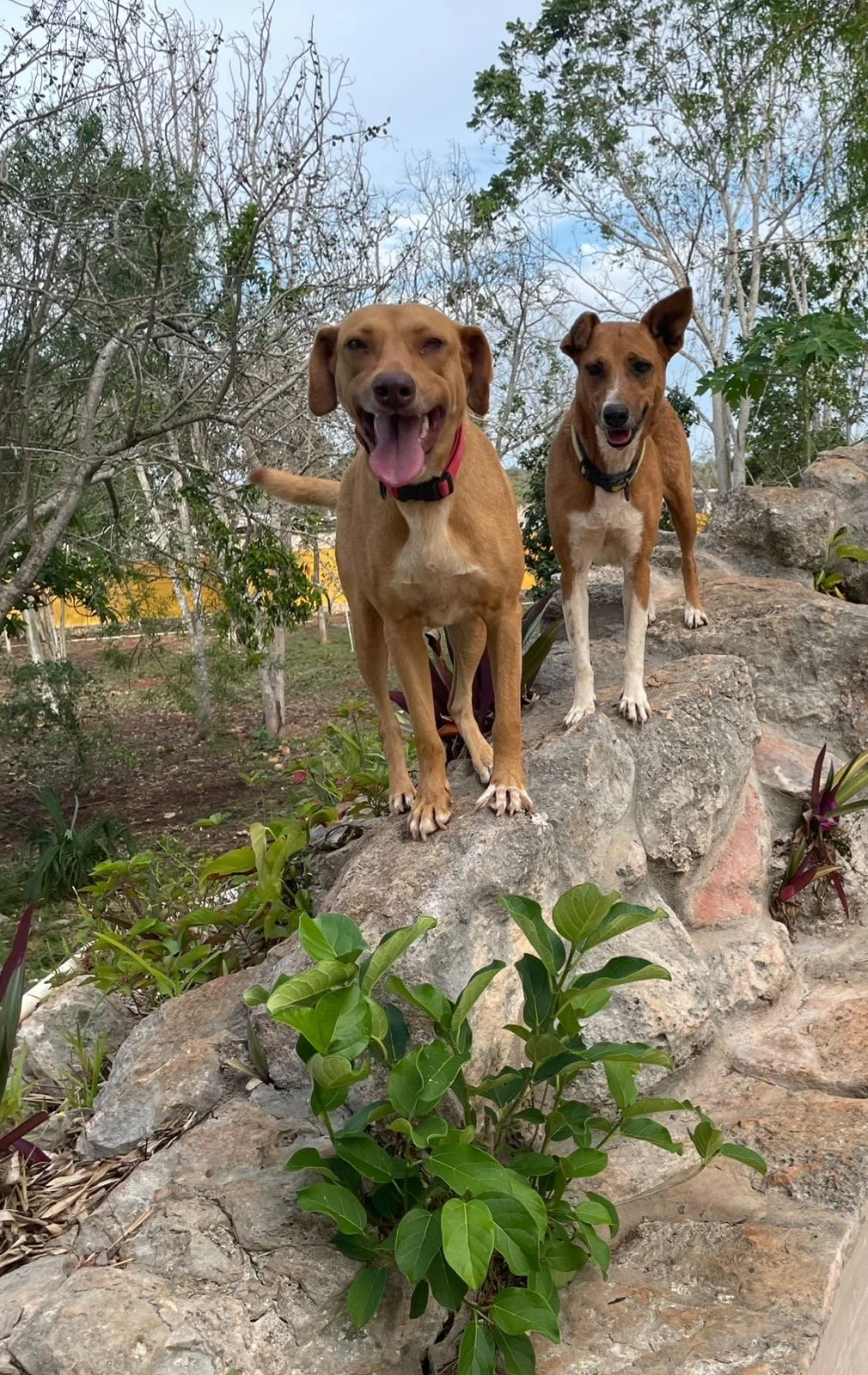 GENA y BOTITAS 4 + 5 NINAS SPADE 