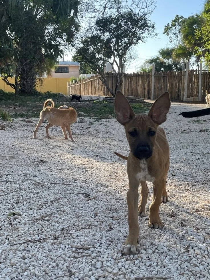 BUBA - 4 MONTHS - NINO - VACCINATED