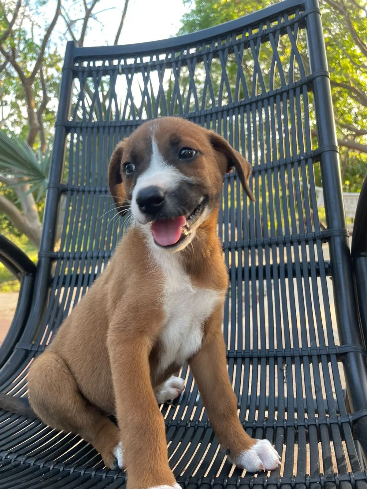 BOMBON - 3 MONTHS - NINA - VACCINATED