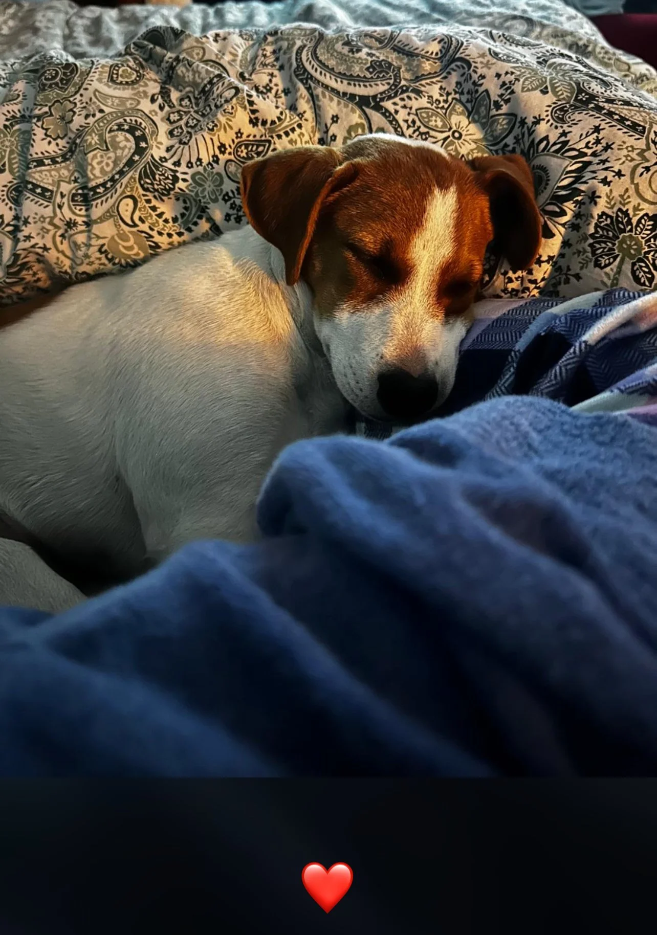 Lady Belle sleeping in the bed 
