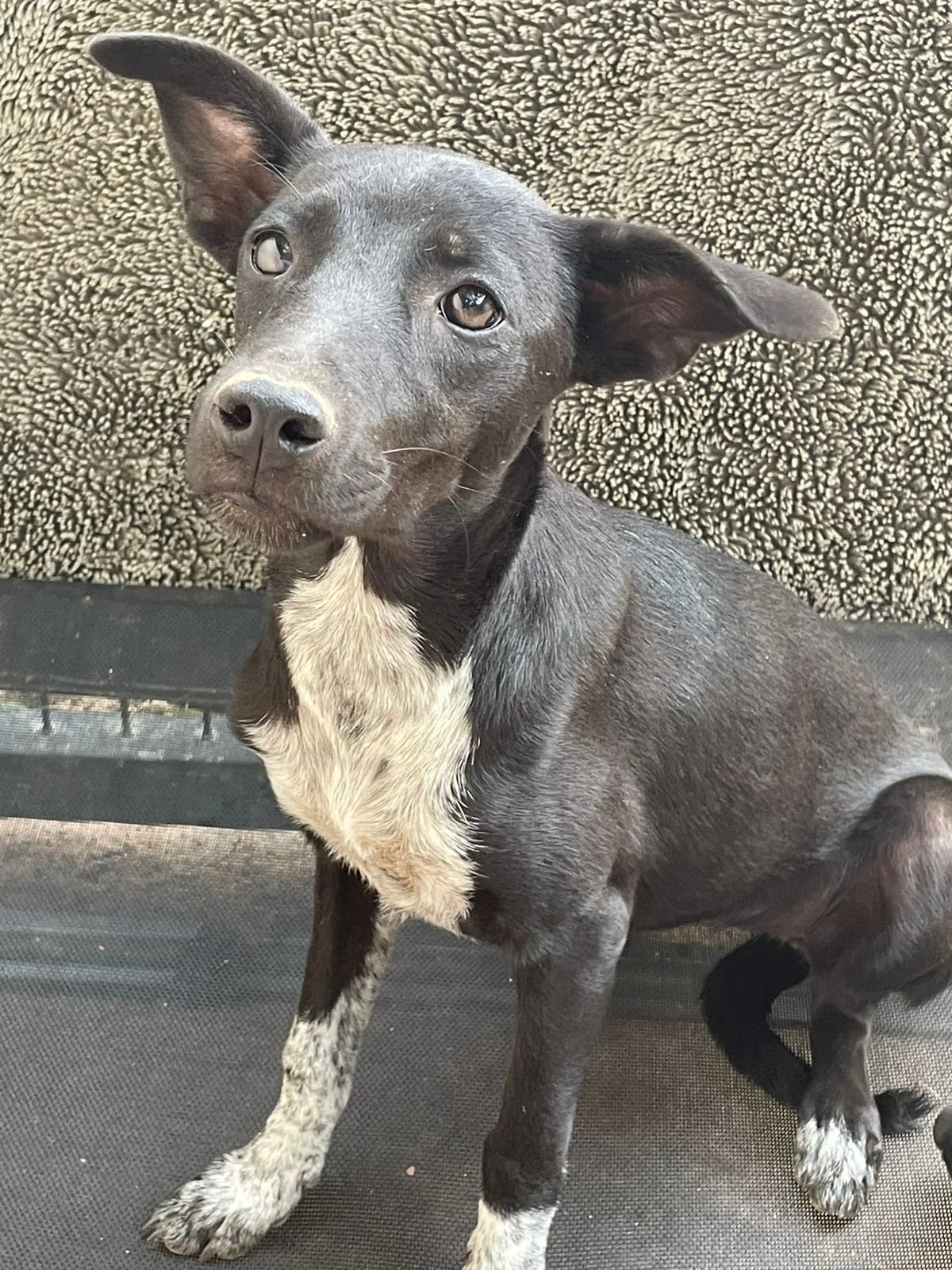 PATAS - 6 MONTHS - NINA - VACCINATED