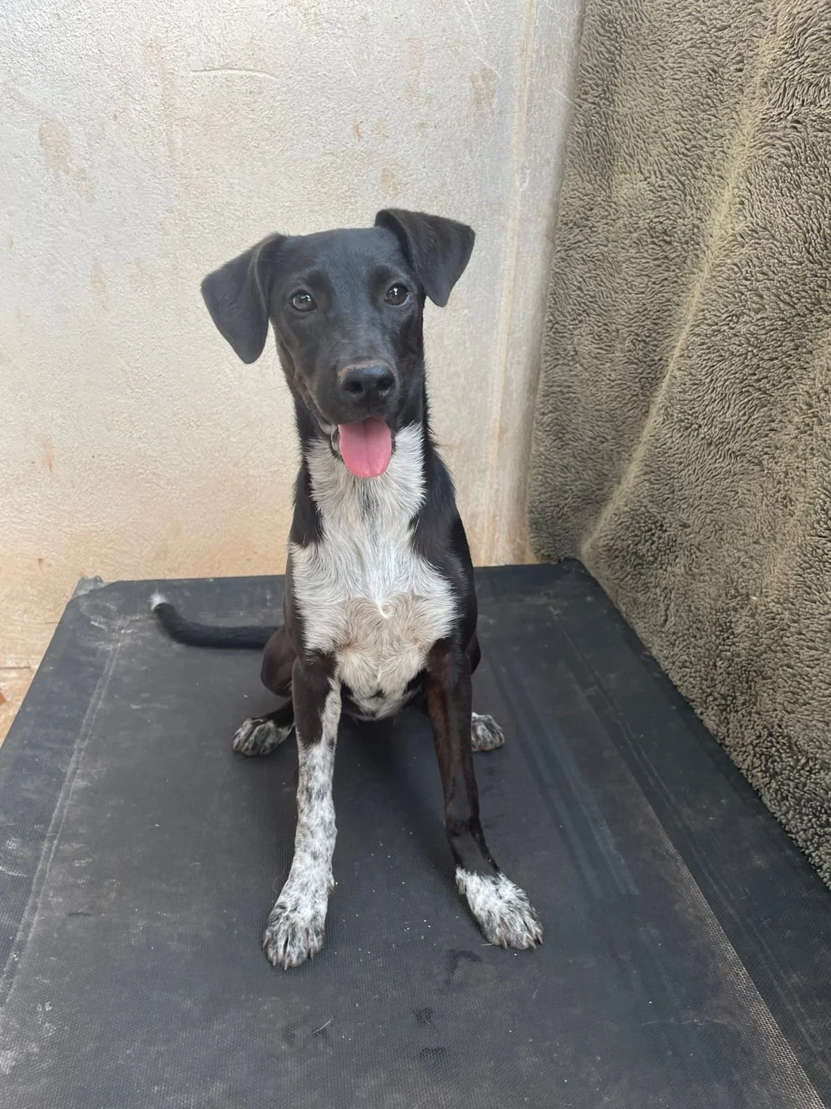 PANDA - 6 MONTHS - NINA - VACCINATED