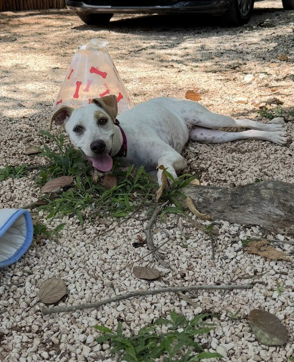 LOLA - 9 MESES - HEMBRA ESTERILIZADA 