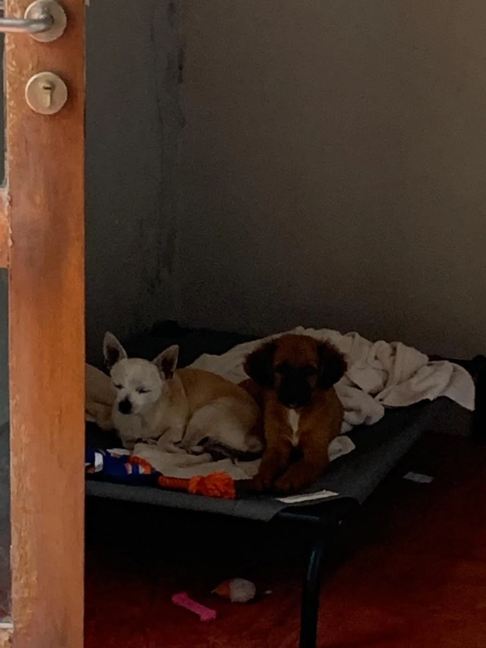 Chaya getting to know her new brother 