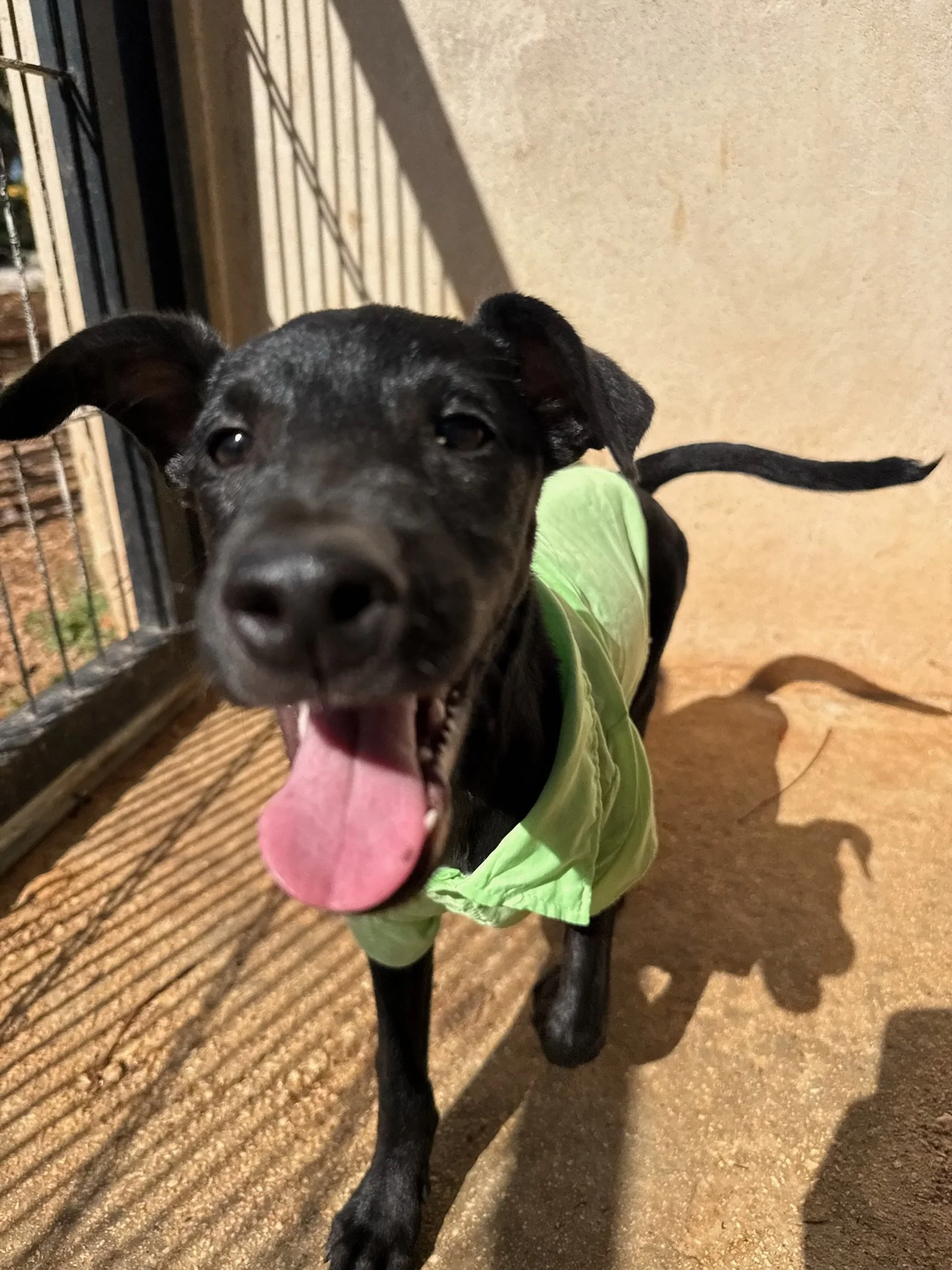 ONYX - 6 MONTHS - NINO - VACCINATED